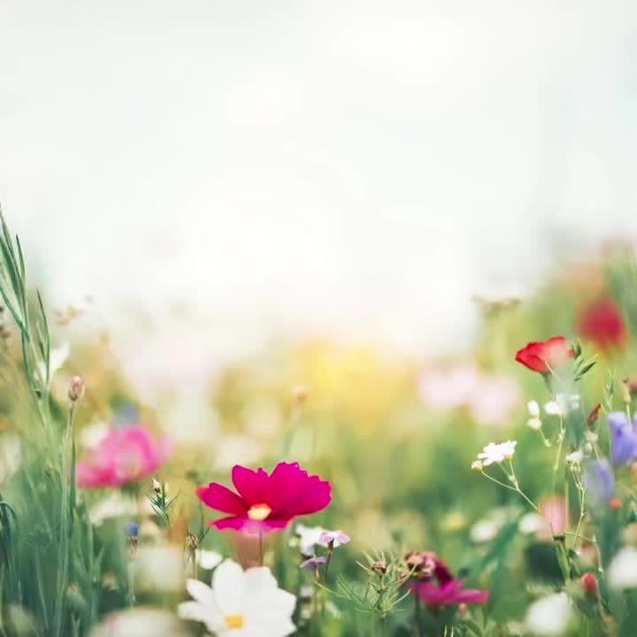 Check out what's happening this week with SPIN (Special Parents Information Network) in Santa Cruz and San Benito County!
Tuesday, July 15: Grupo de Apoyo (Support Group) from 5:00 PM to 6:30 PM.
Thursday, July 17: Drop-In Support Group from 5:00 P