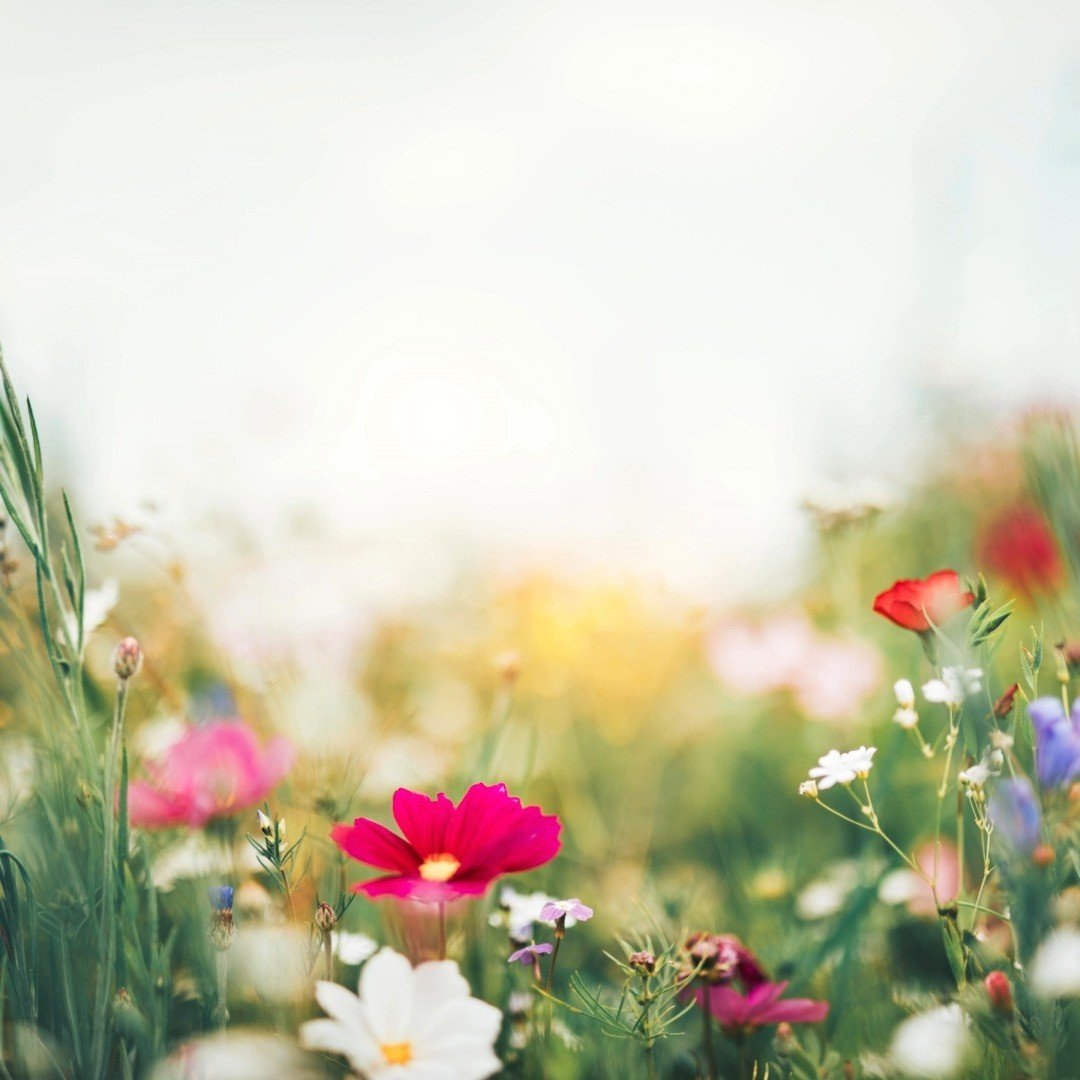📣 SPIN - What's Happening This Week? (July 21-27, 2025) - Week #4
This week in Santa Cruz & San Benito County:
🗓️ Thursday, July 24th
11:00 AM - 1:30 PM: Seeds of Partnership Webinar: Strengthening Partnerships for Students with Disabilities