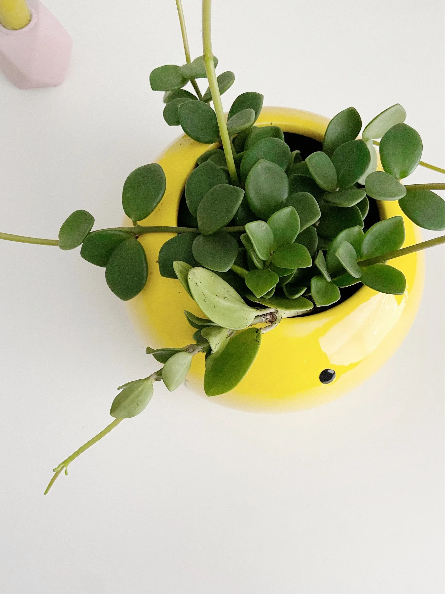 FC72AD51-D210-4F0B-A049-A36D9D1DF9FC