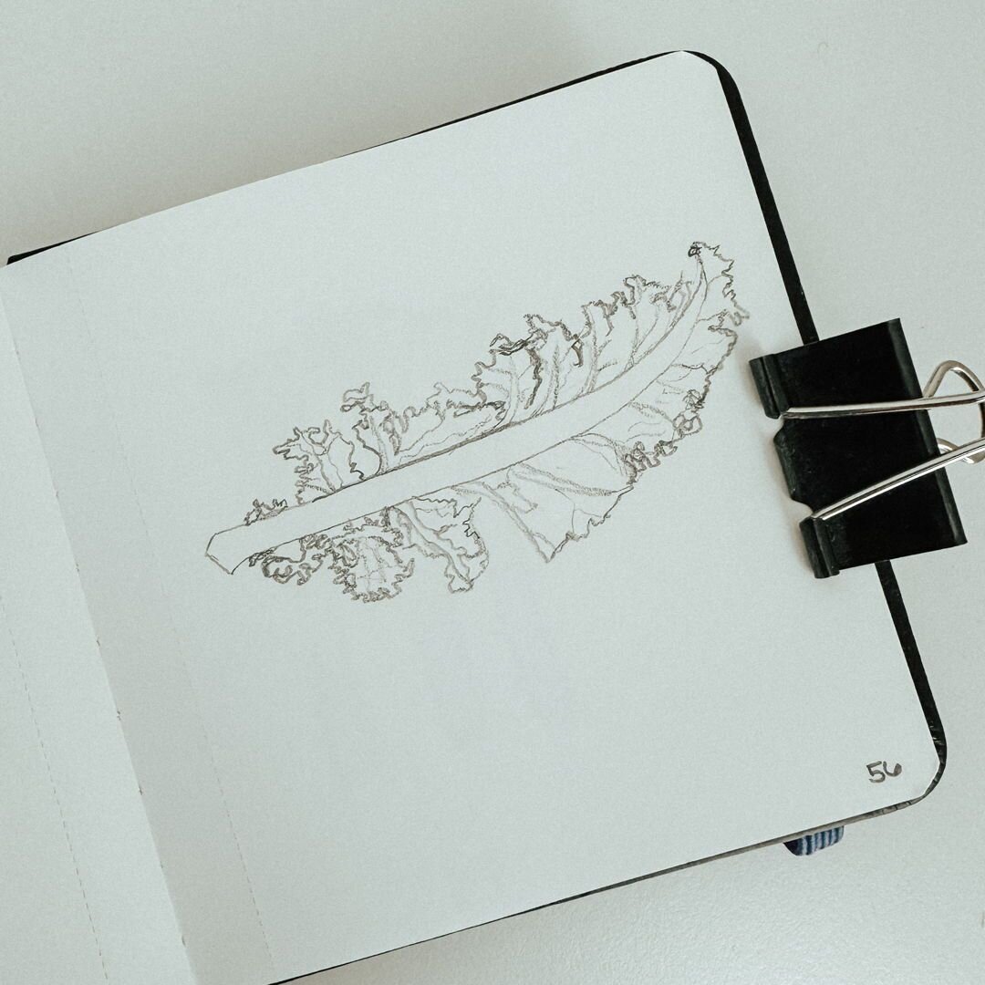 56: Kale
100 plant sketches
#sketchbook #sketchbookart #plantdrawing
