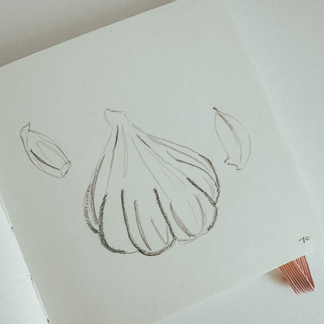 70: Garlic
100 plant sketches
#sketchbook #sketchbookart #plantdrawing