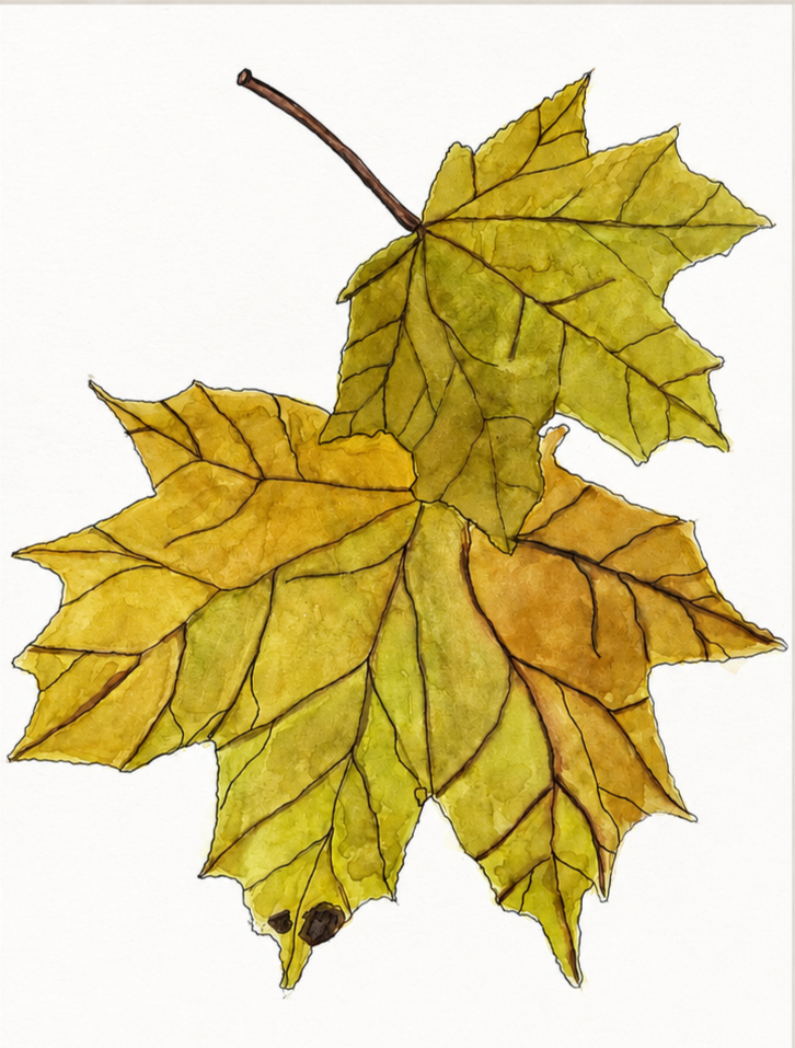 96064c39-ddeb-45ea-a759-345a0aef3be7.png