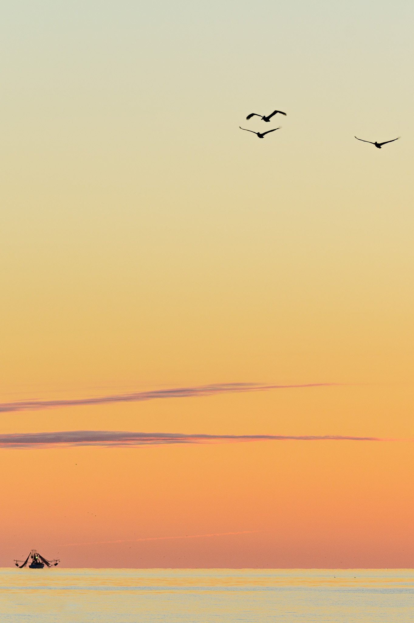 Pelicans fly over the Atlantic Ocean near The Point on Oak Island, North Carolina, as a shrimp boat travels offshore at sunrise.