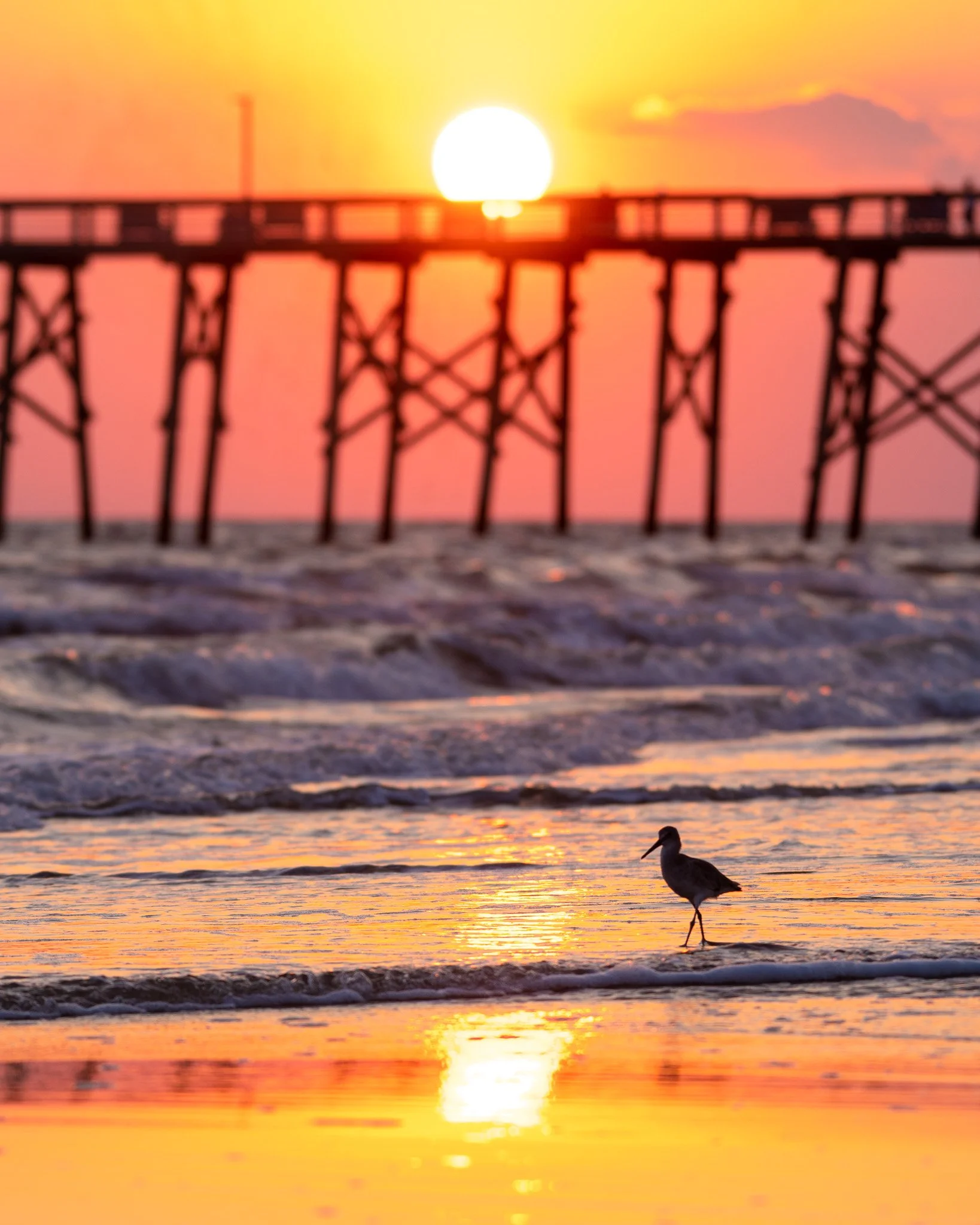 Shorebird walking along the beach at sunrise with Oak Island Pier in the background on Oak Island, North Carolina.