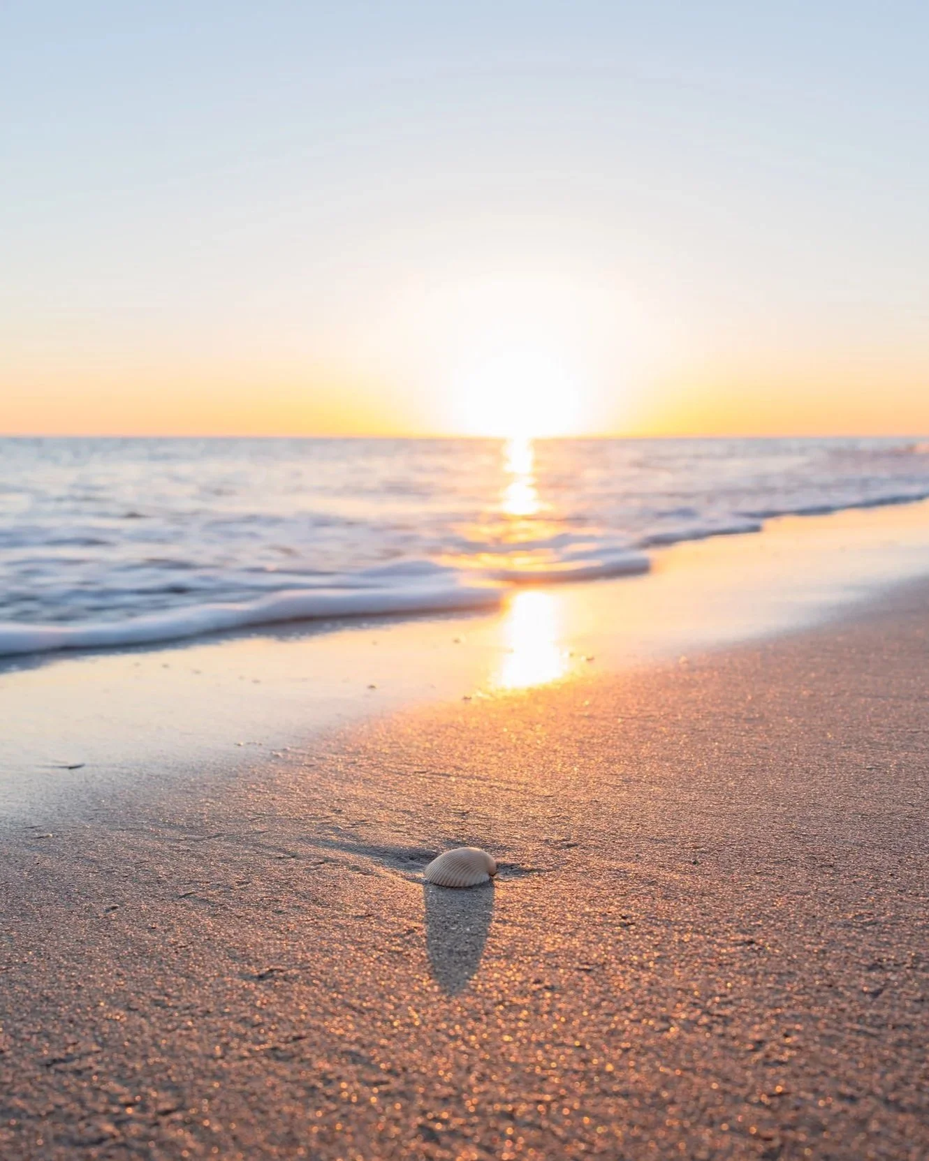 Seashell resting on the shoreline at sunrise on Caswell Beach, North Carolina, a popular spot for shell hunting.