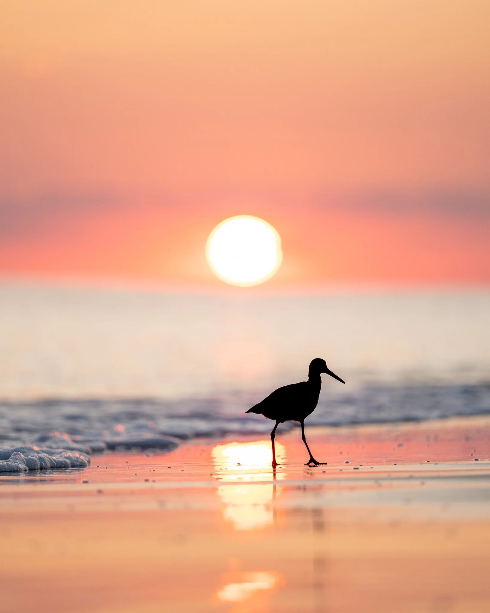 Sandpiper walking along the shoreline at sunset on Caswell Beach near Oak Island, North Carolina.