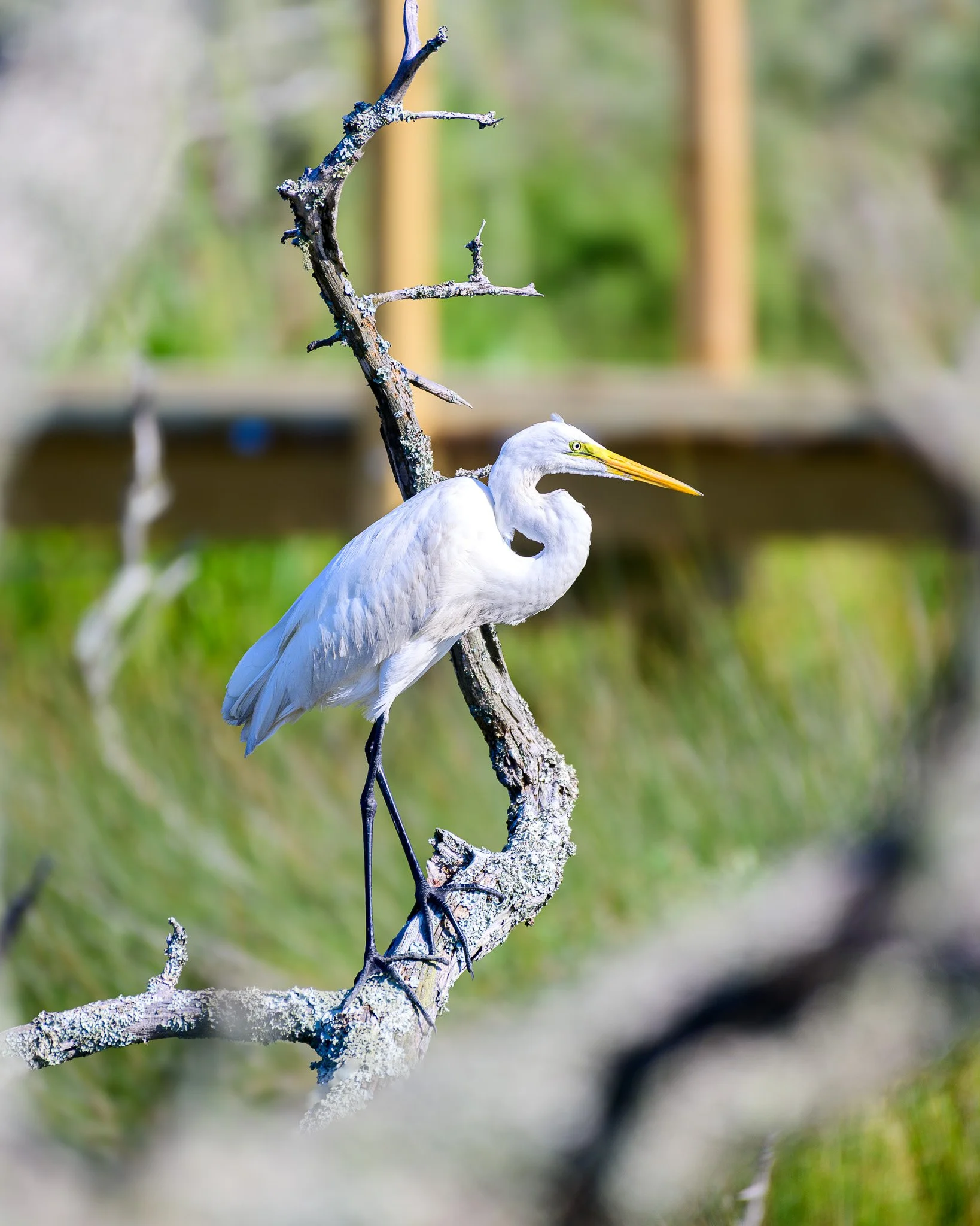 Great egret perched on a tree branch in the Maritime Forest Preserve on Bald Head Island, North Carolina.