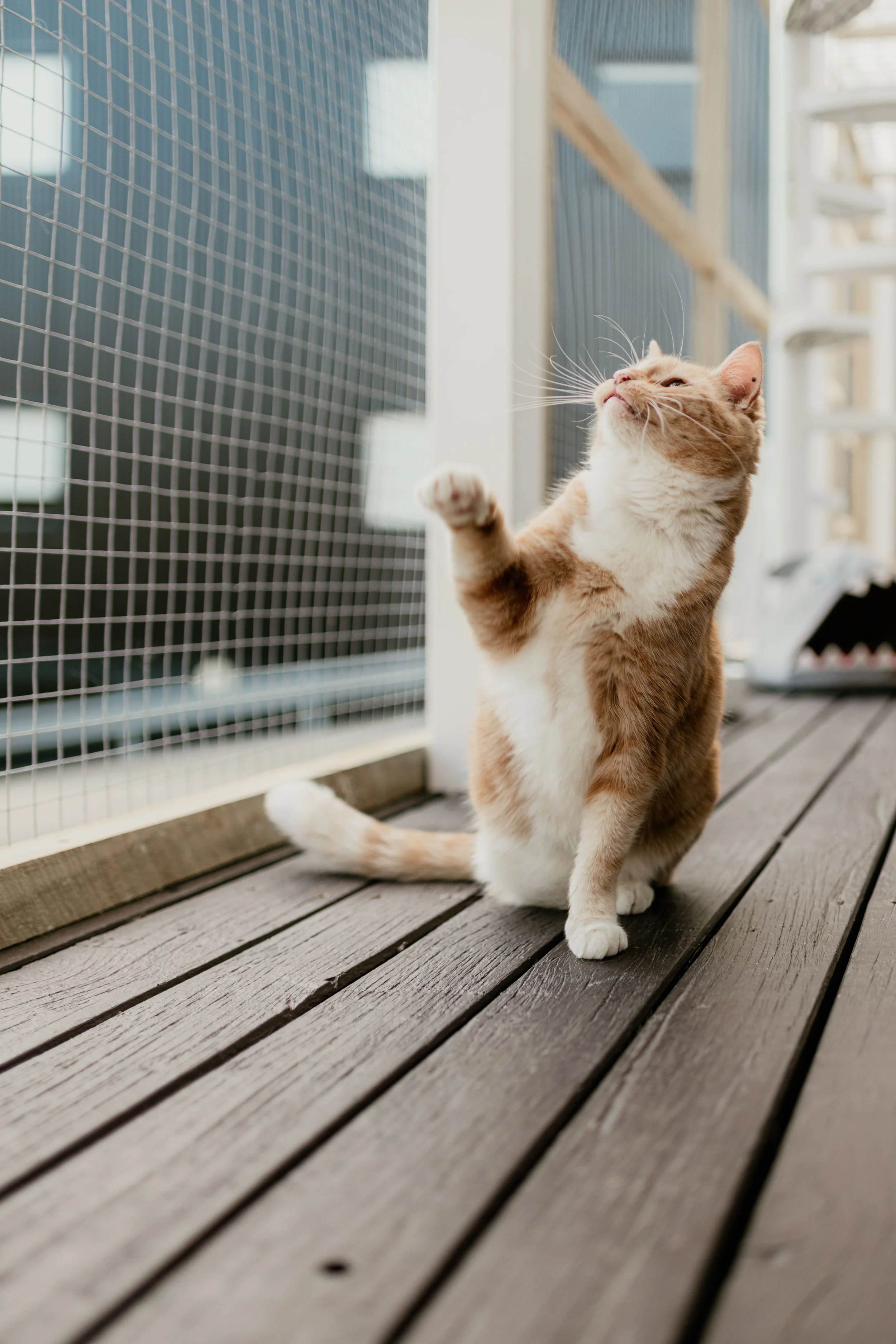 Three legged ginger and white cat standing on a deck looking up with front right paw lifted