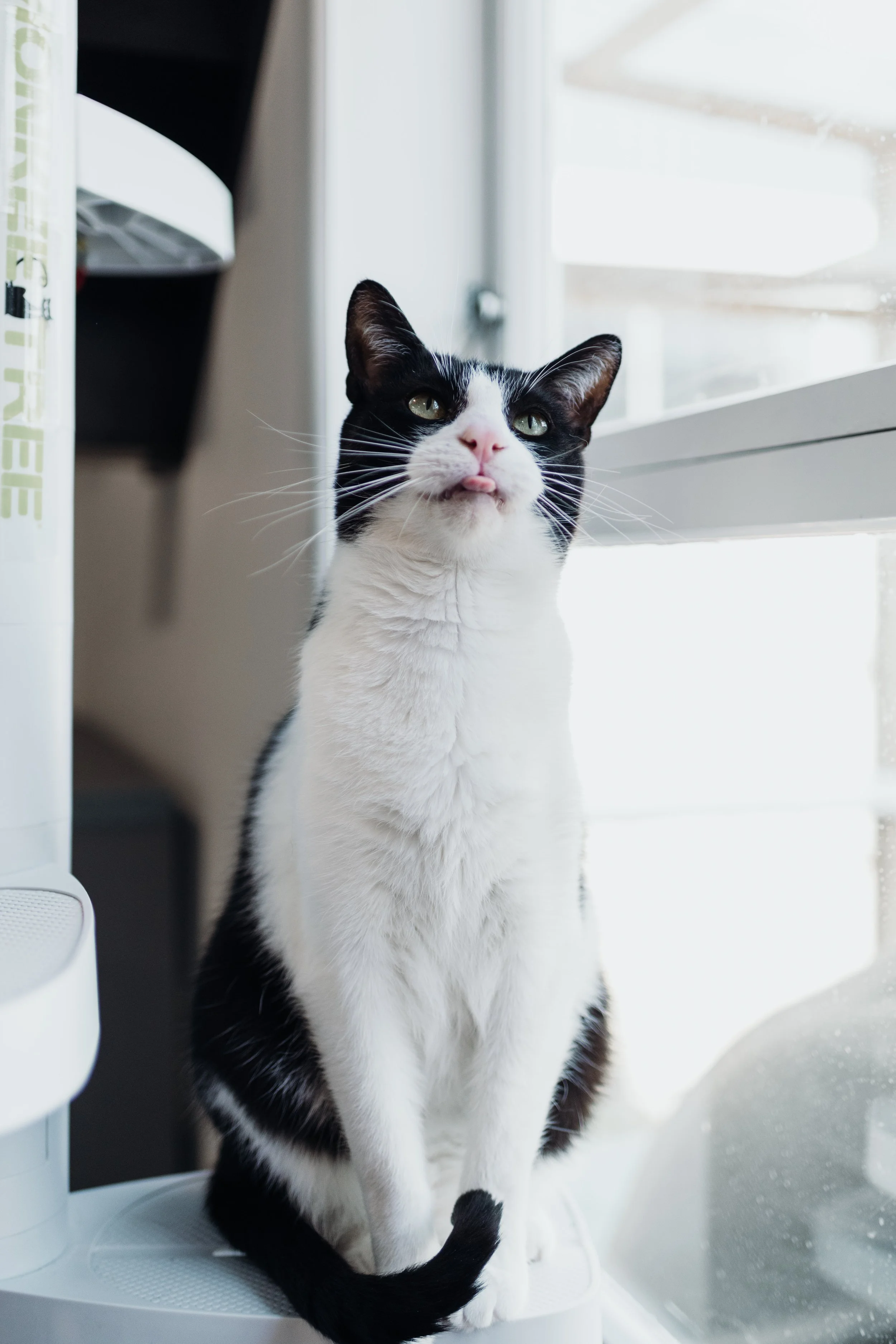 Black and white cat sitting on a cat tree perch