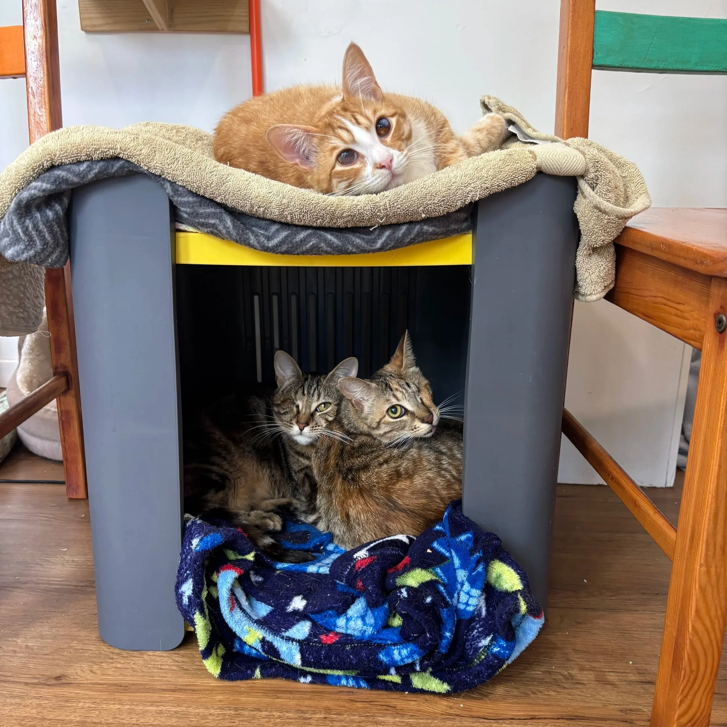 Three young cats sat together
