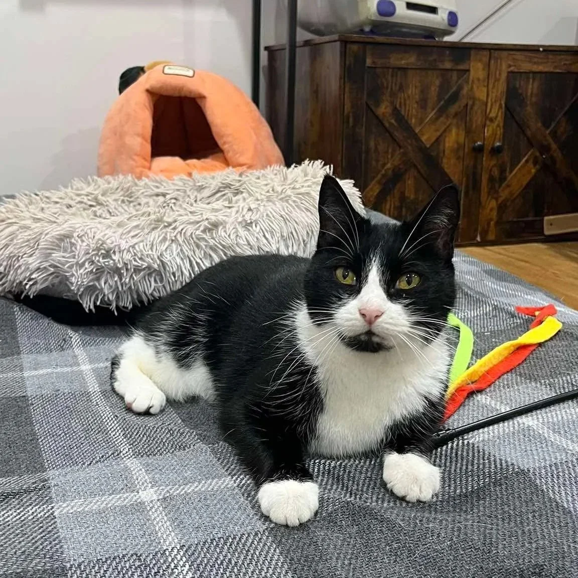 Black and white cat sat on a mattress
