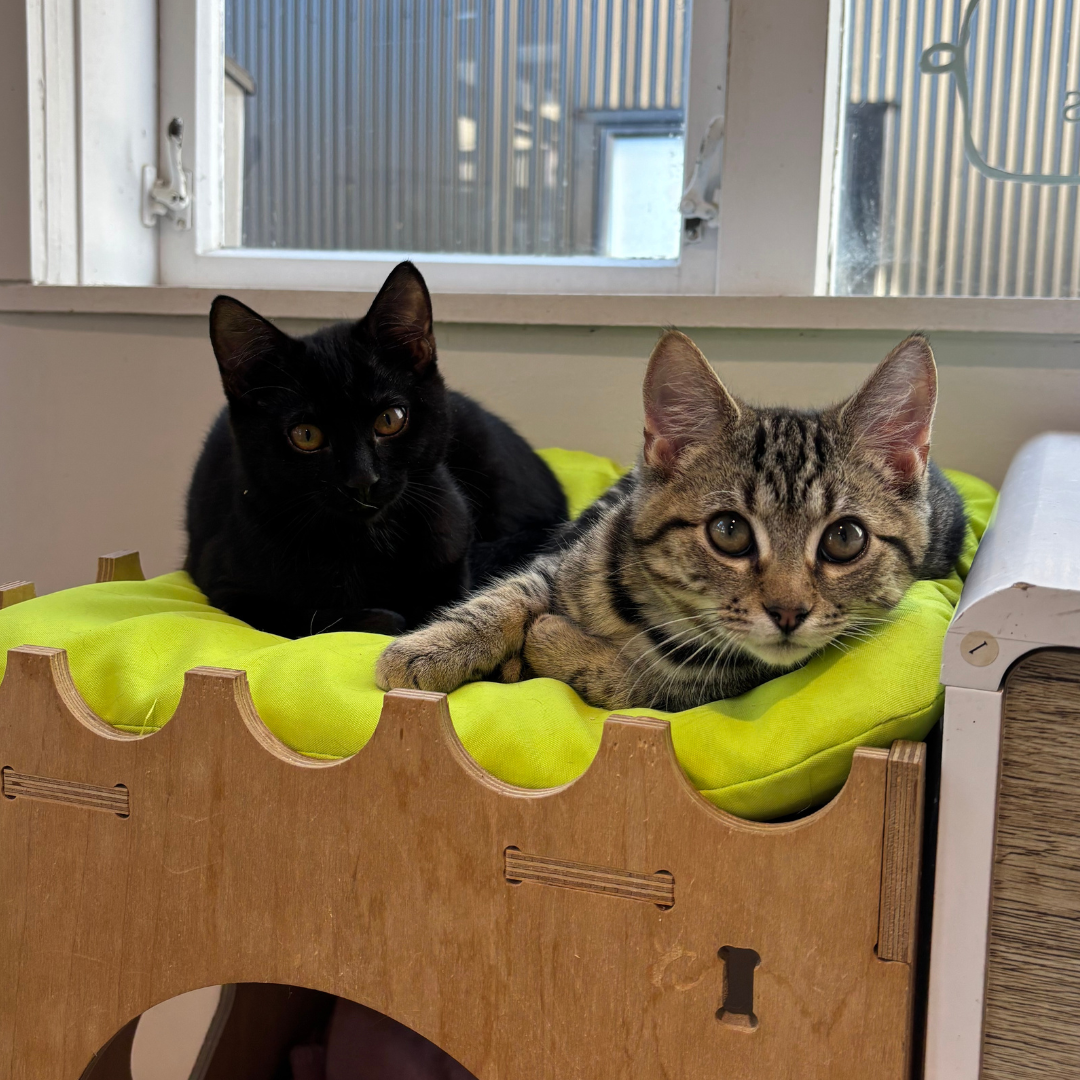 Black kitten and tabby kitten sitting on a cat tree together