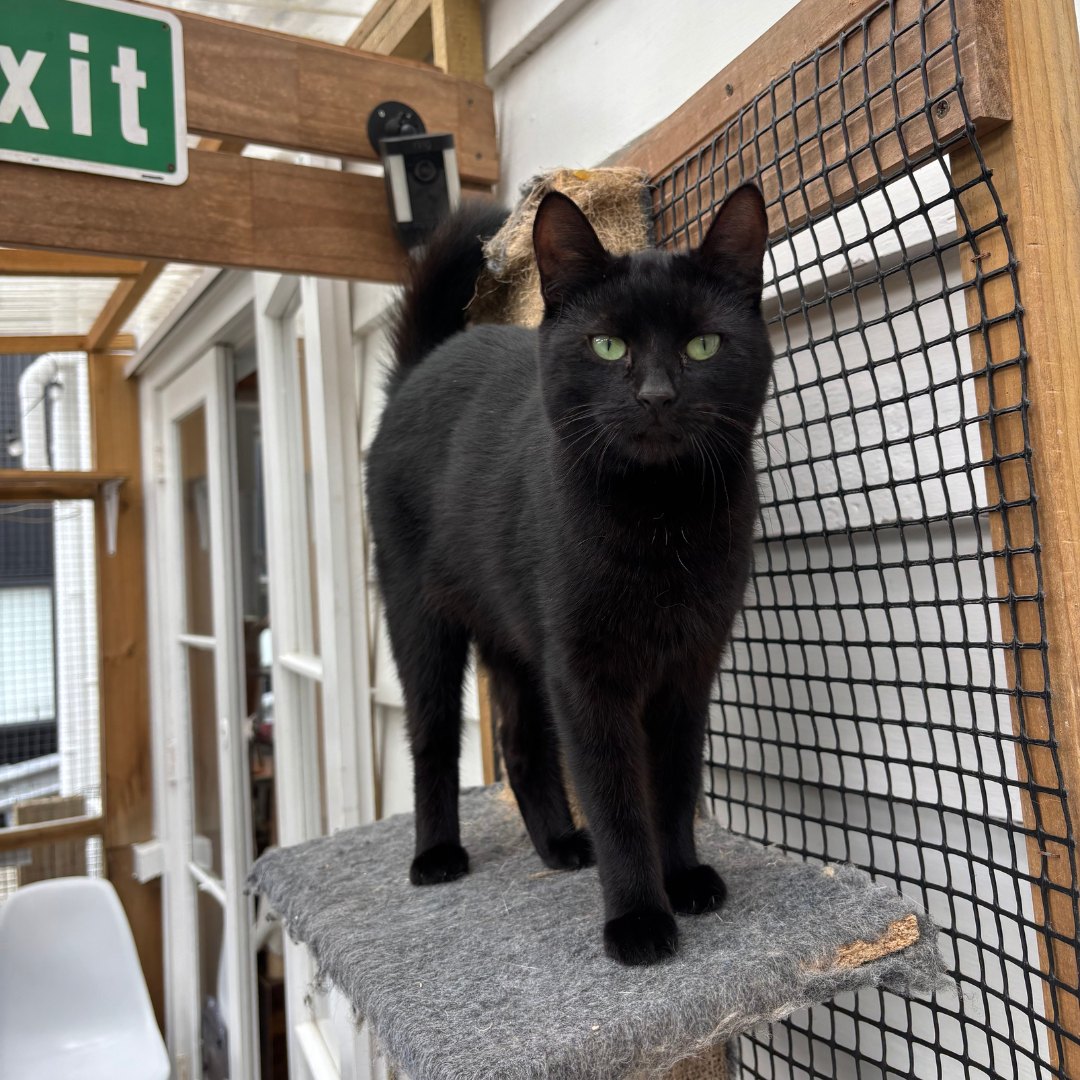 Black cat on shelf outside on a catio