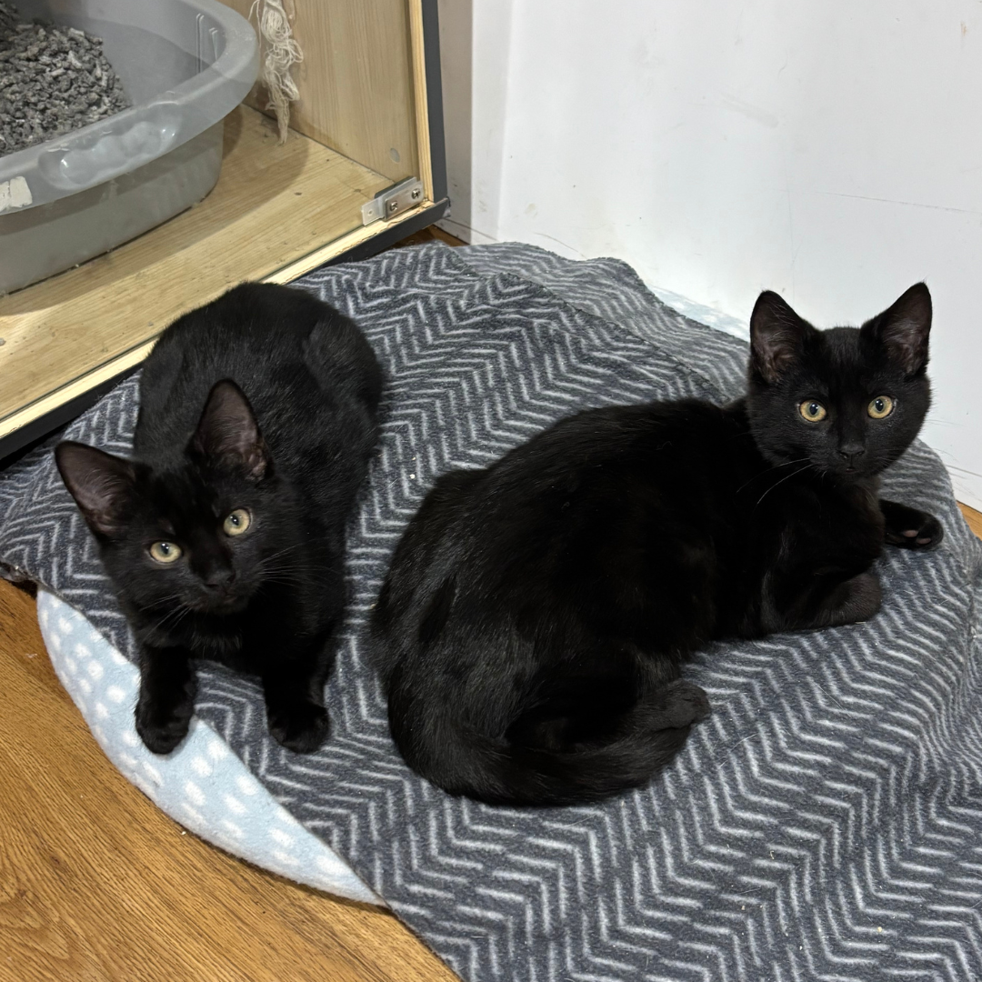 2 black kittens sitting together on a blanket