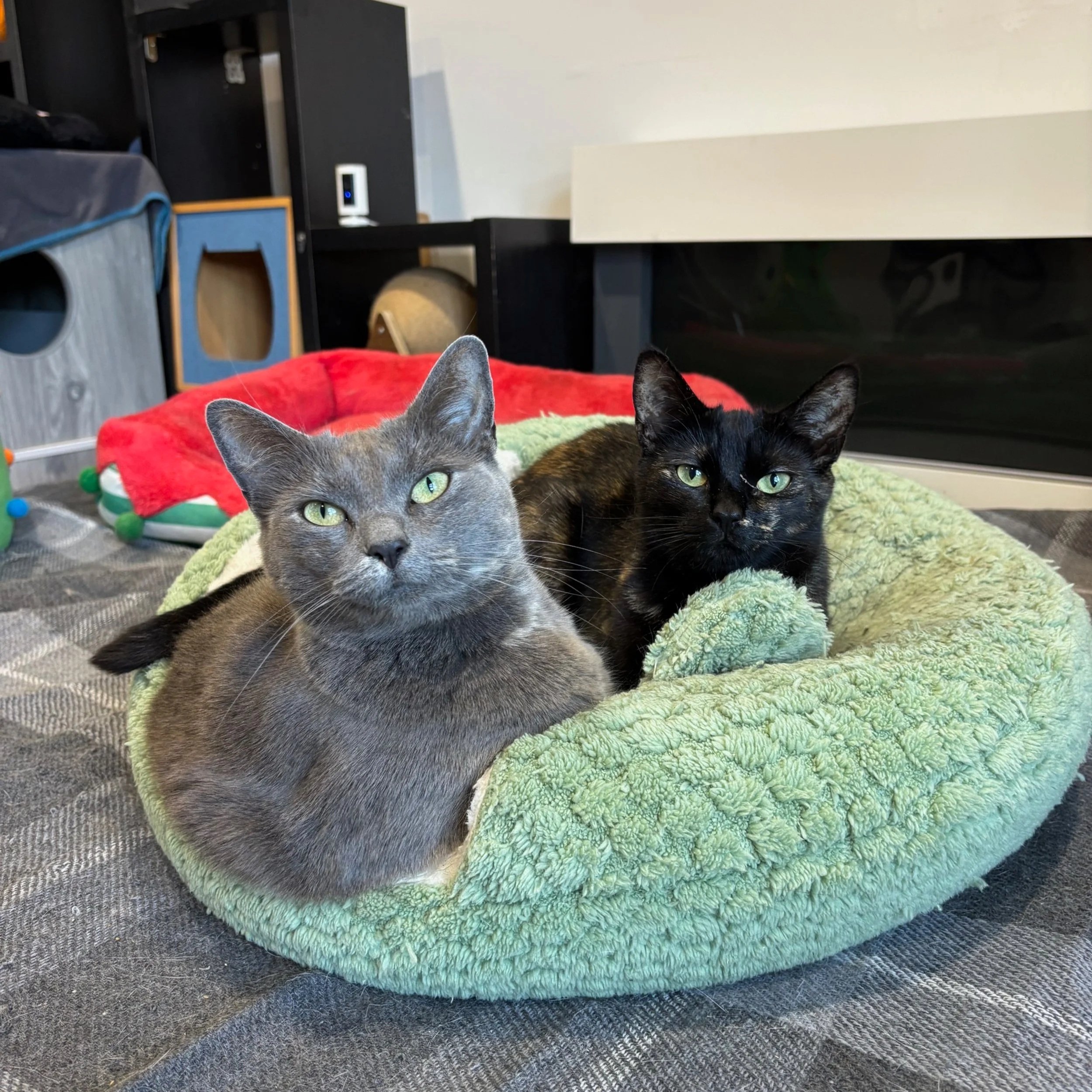2 cats sitting together in a bed