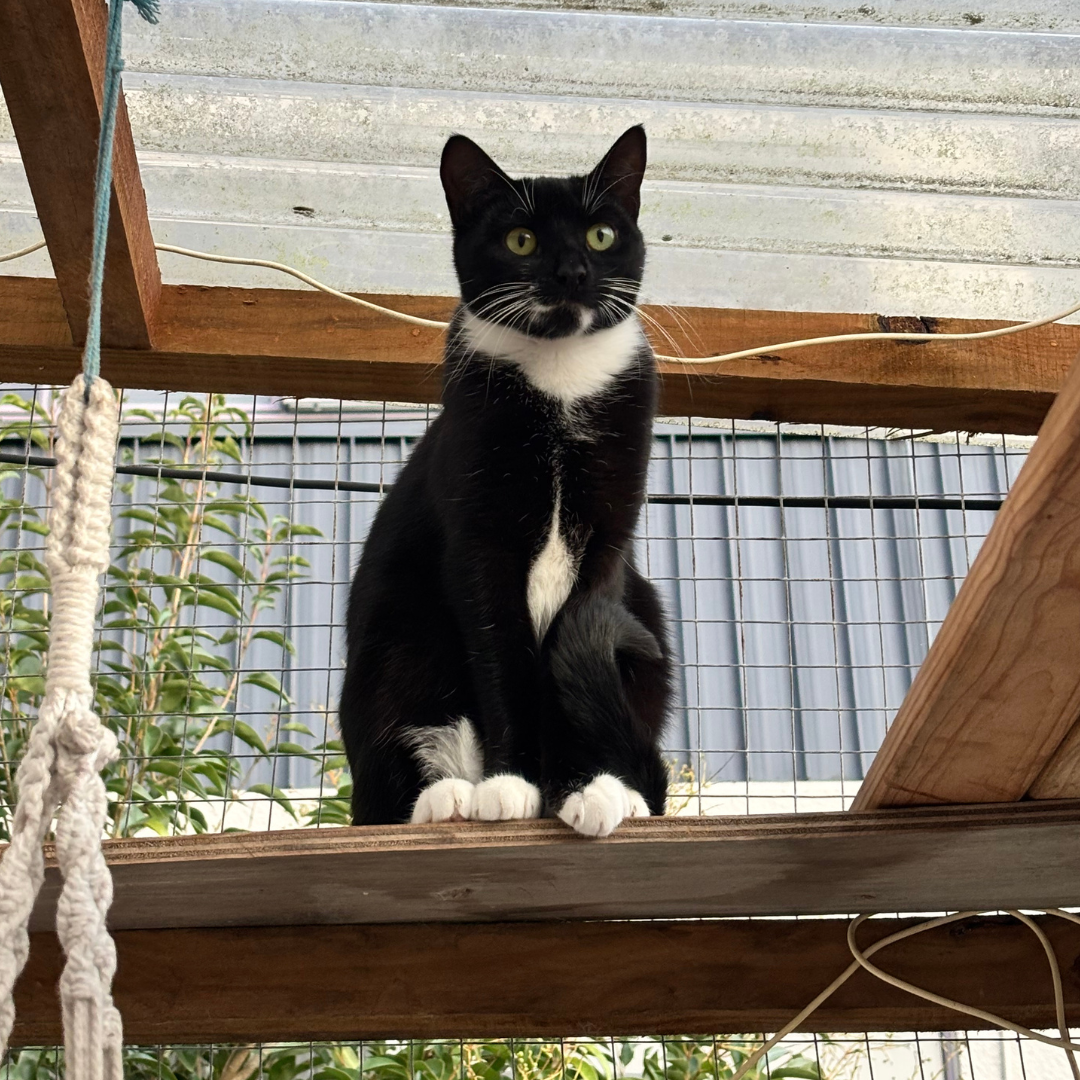 A tuxedo cat sat on a shelf outside on the catio