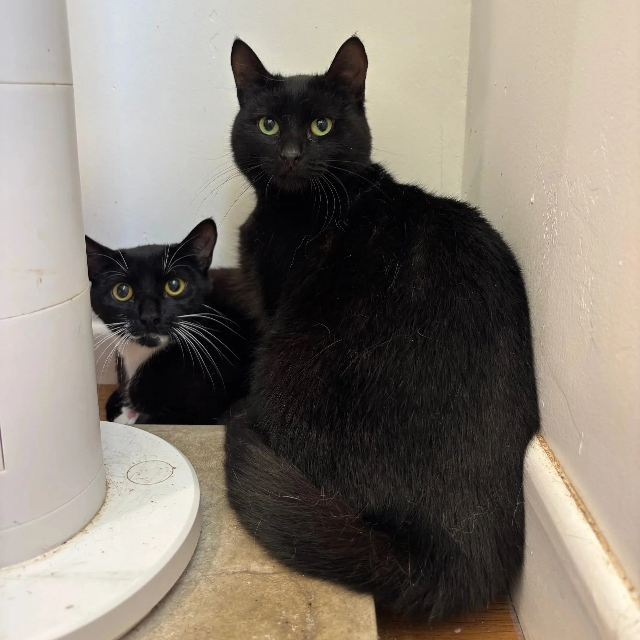 A tuxedo cat and black cat sat next to each other
