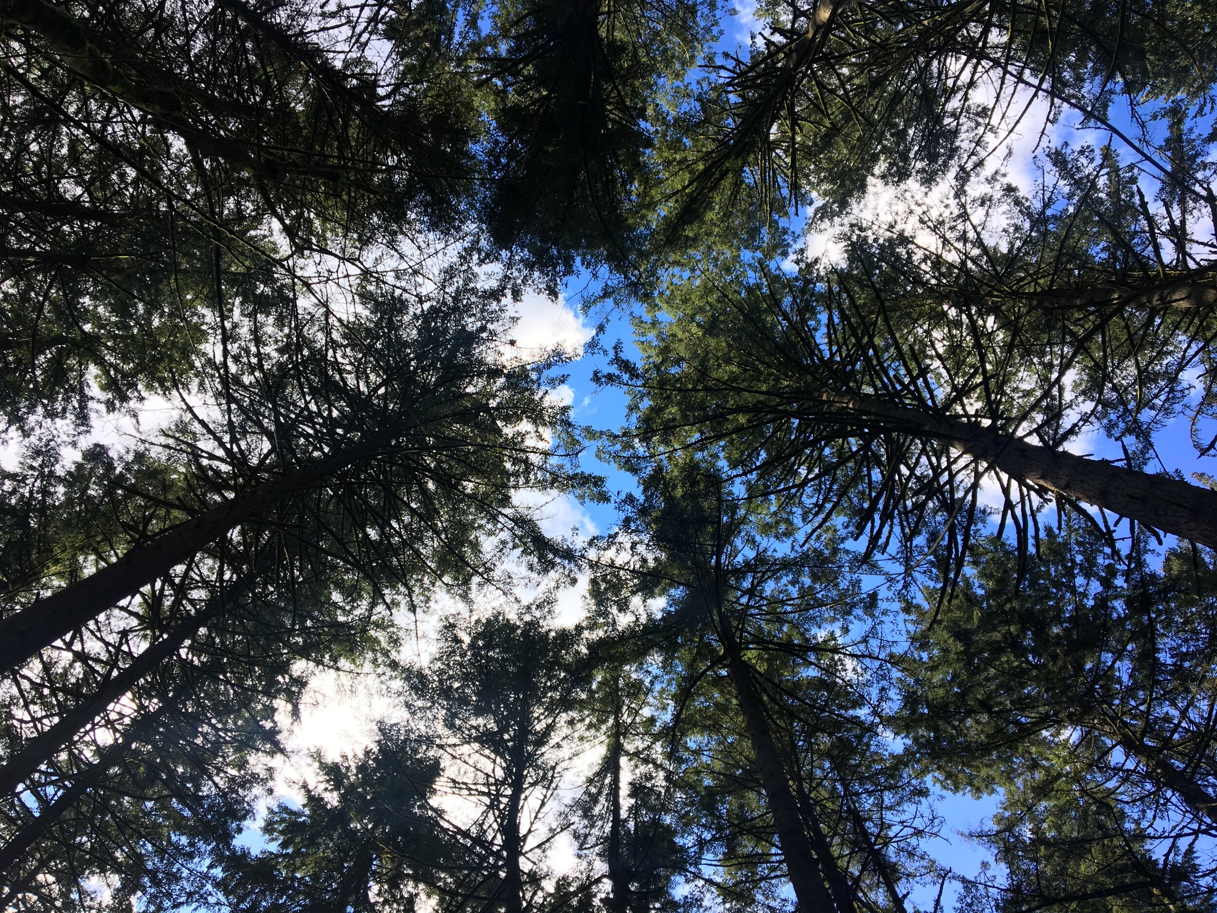 Portland-Acupuncturist-Helia-Rasti-CCM.jpeg