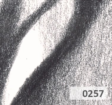 Slice 257.jpg