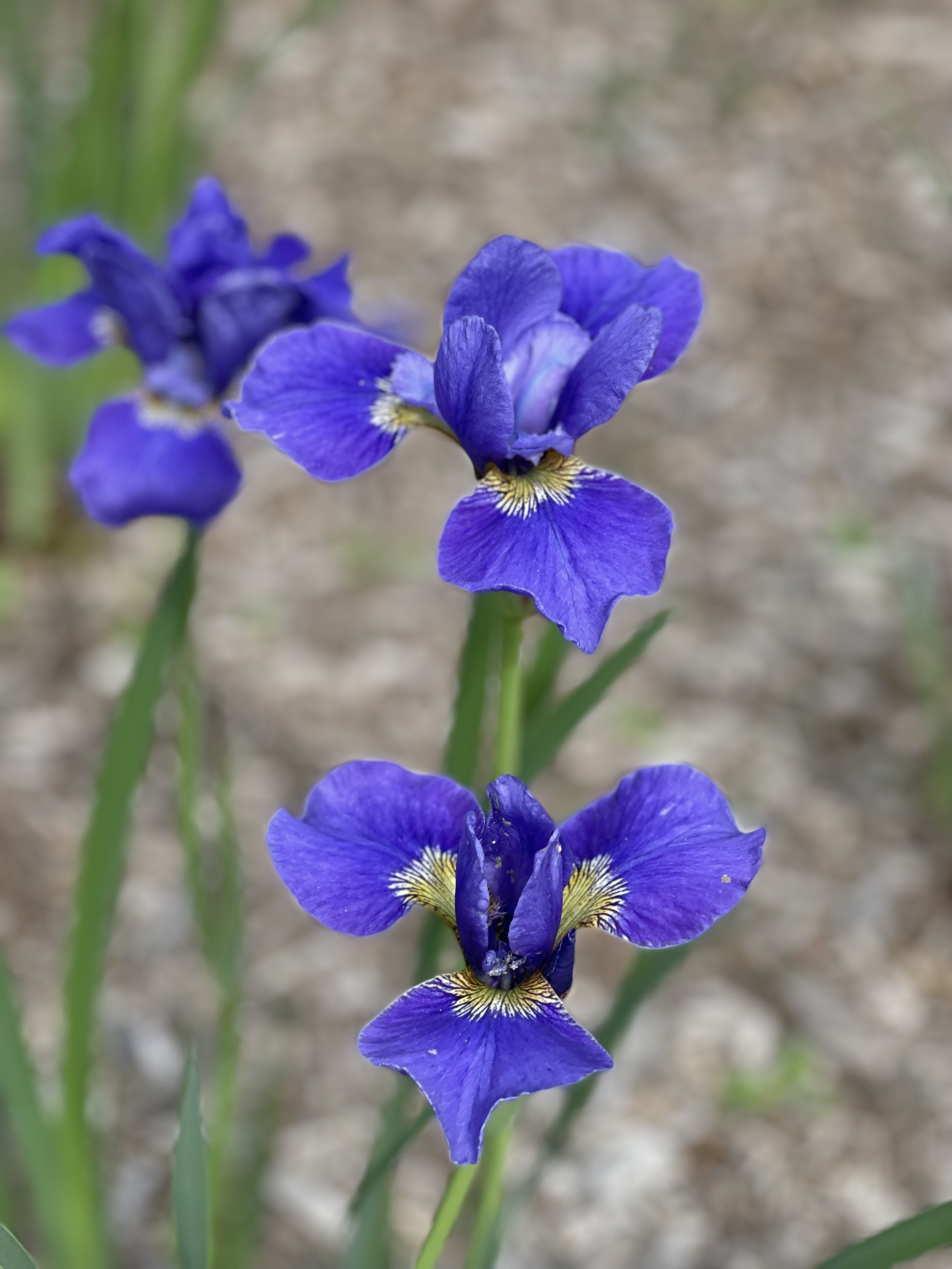 IMG_4051.jpeg