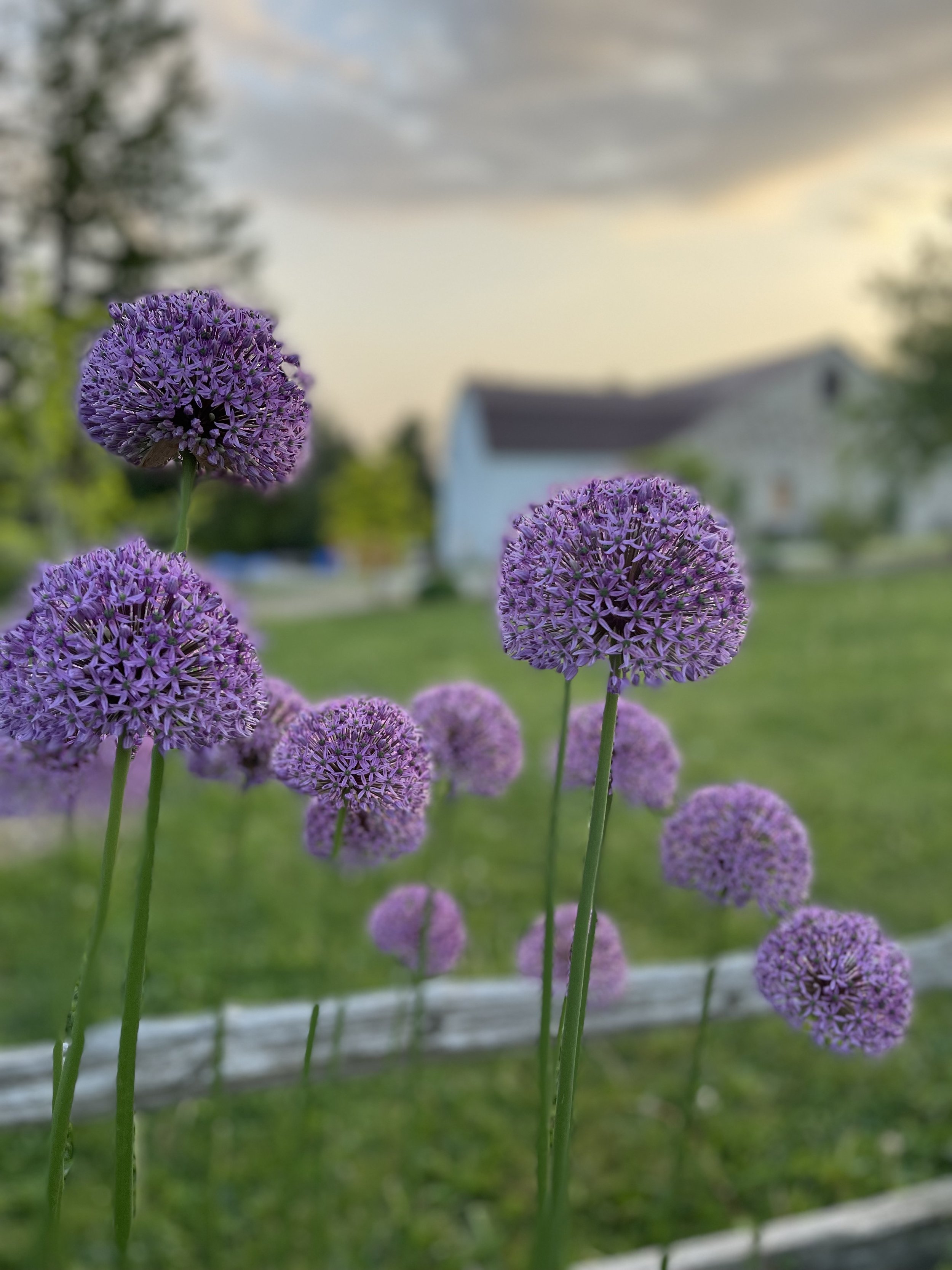 IMG_7960.jpeg