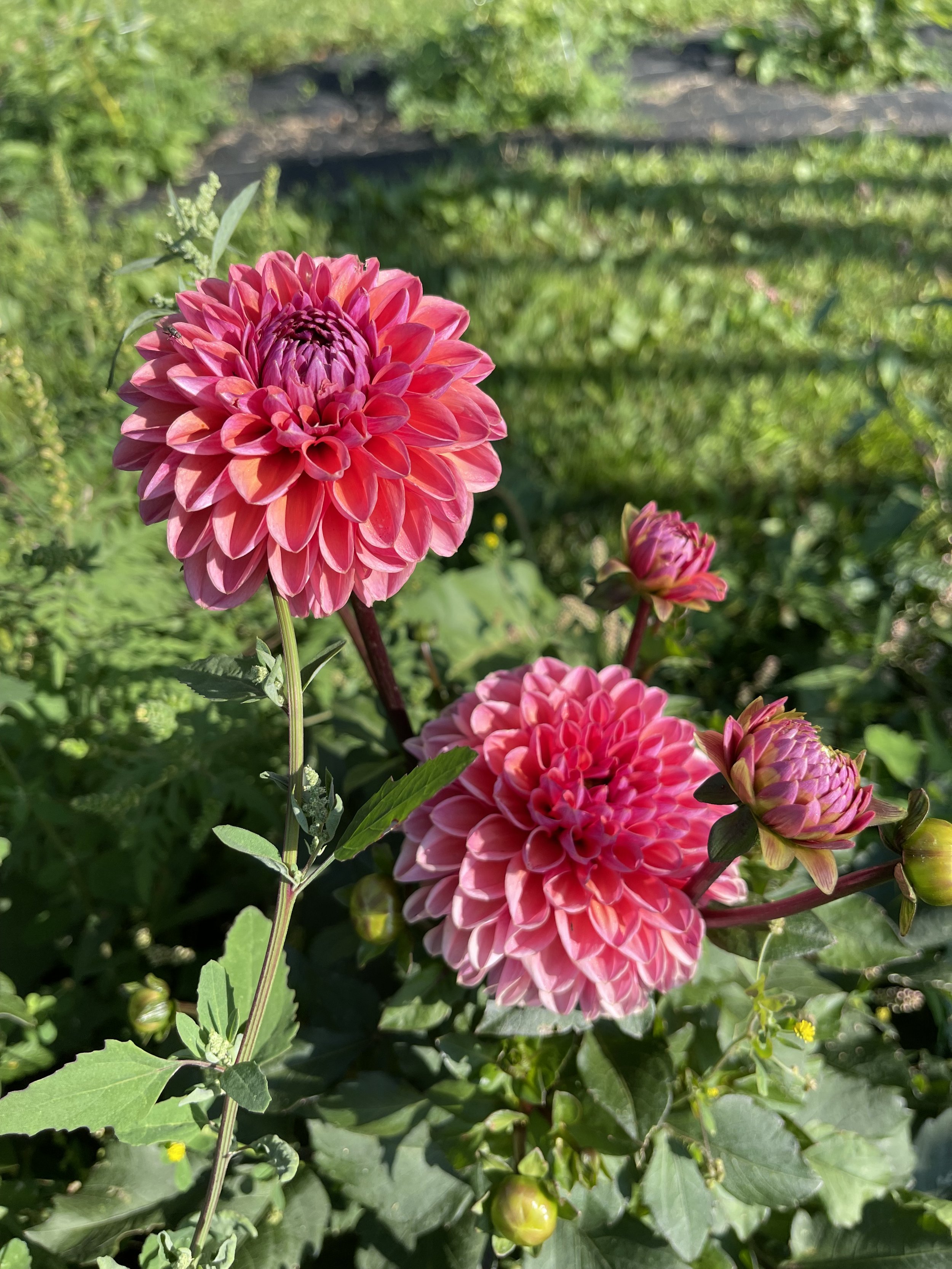 IMG_1365.jpeg
