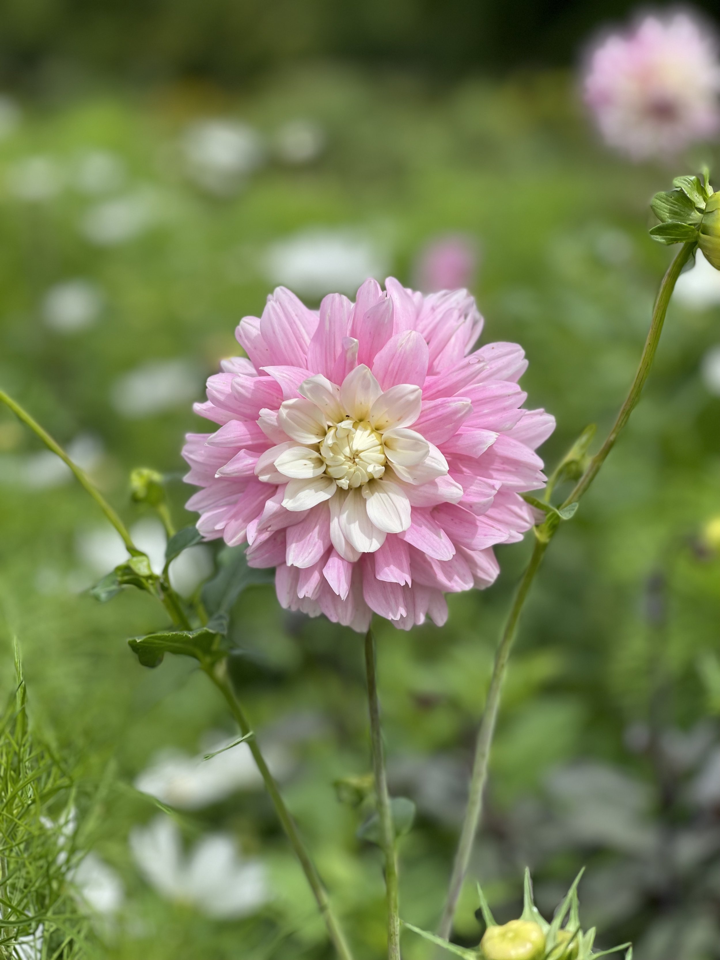 Dalias