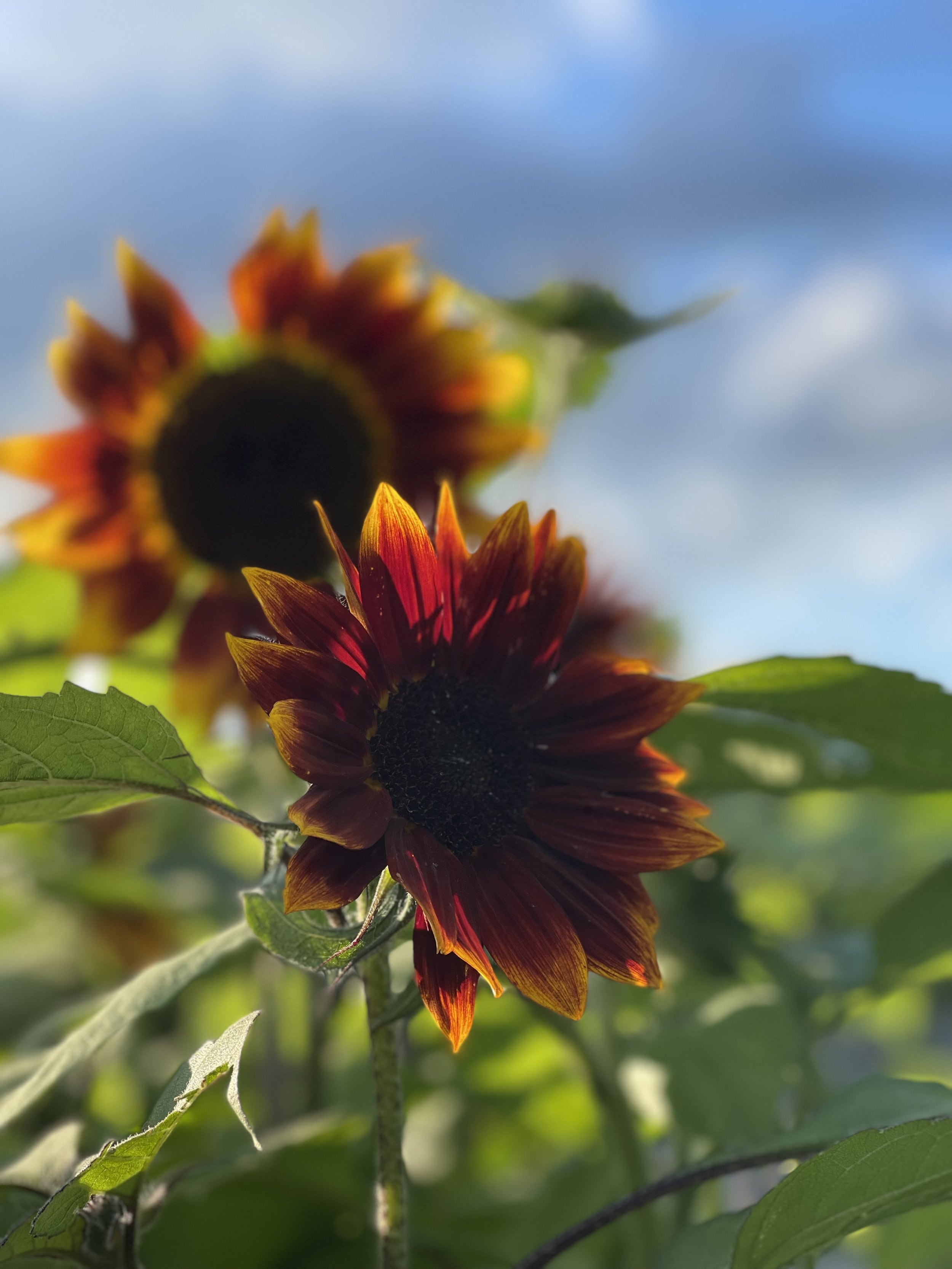 sunflower red.jpg