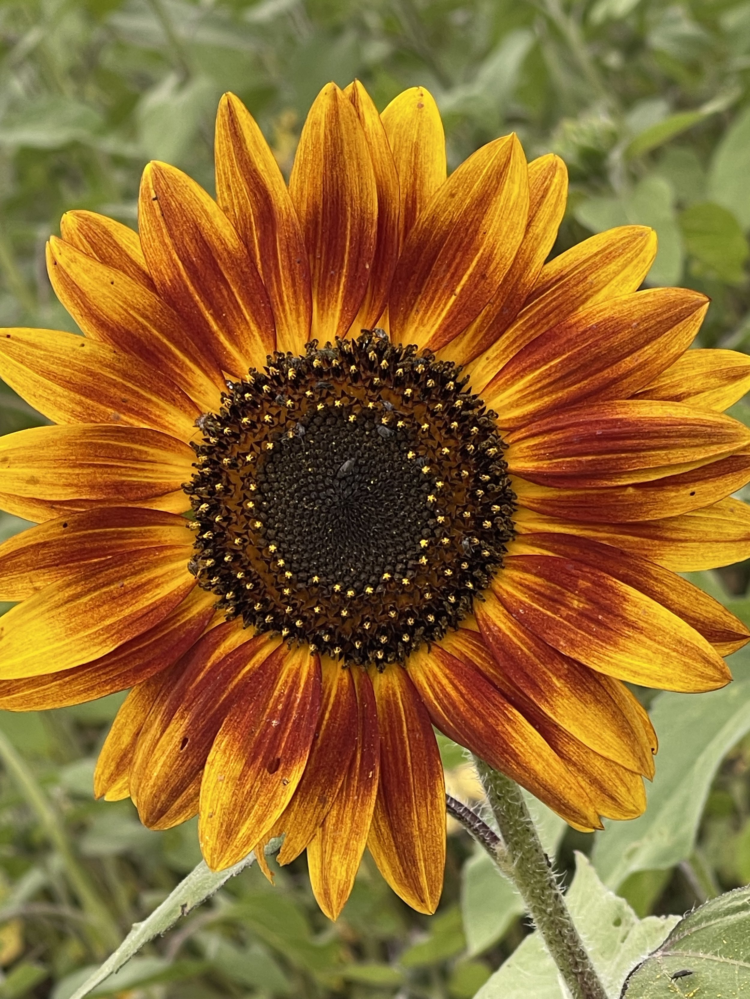 red_orange sunflower.jpg