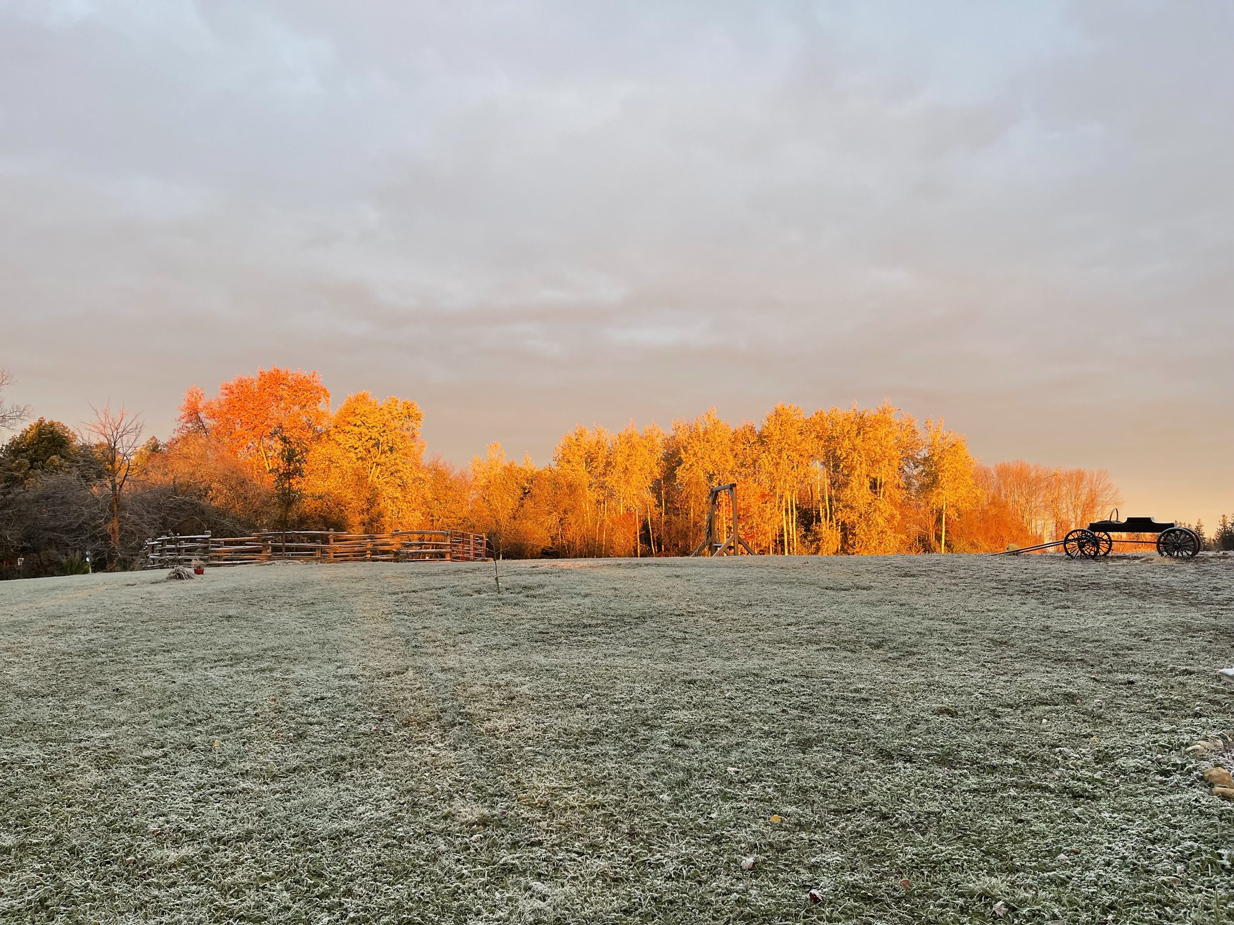 IMG_2151.jpeg