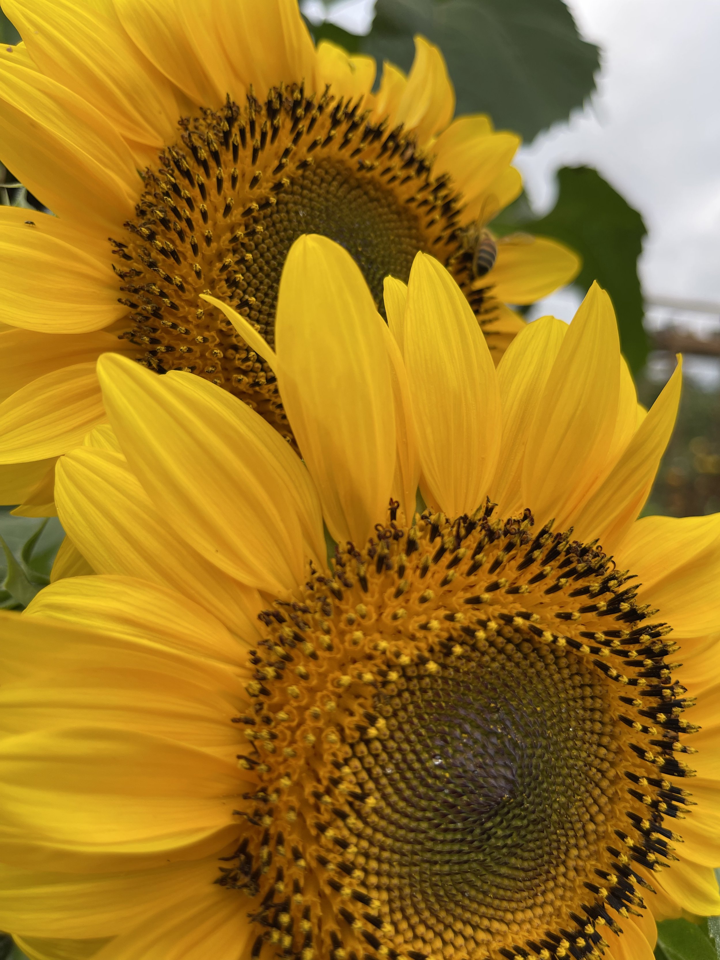 yellow sunflower copy.jpg