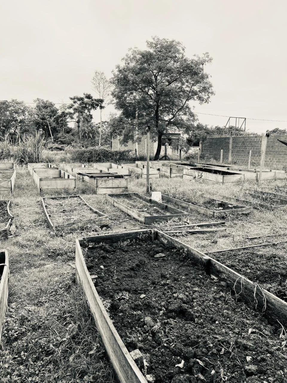 Why Do We Choose the Wrong Tree?