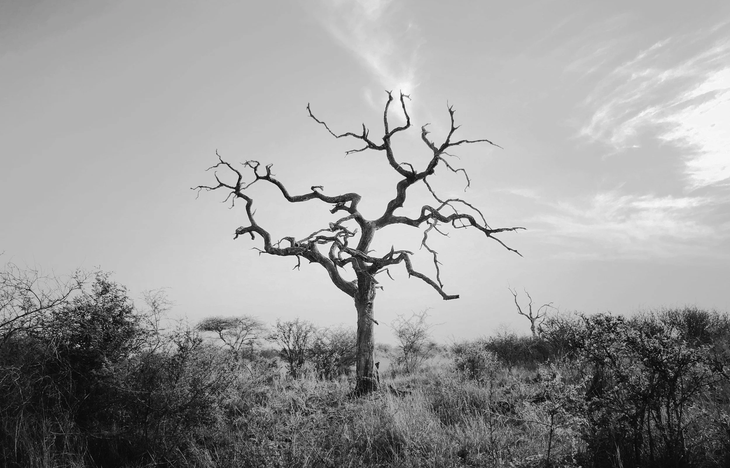 Joy in the Midst of Dispair