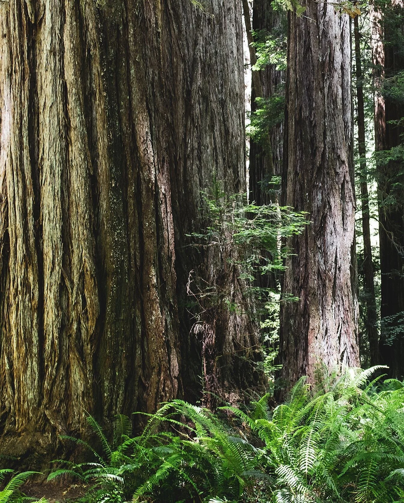 Tree for scale #nationalparks #redwoodsnationalpark #usa #travel #trees