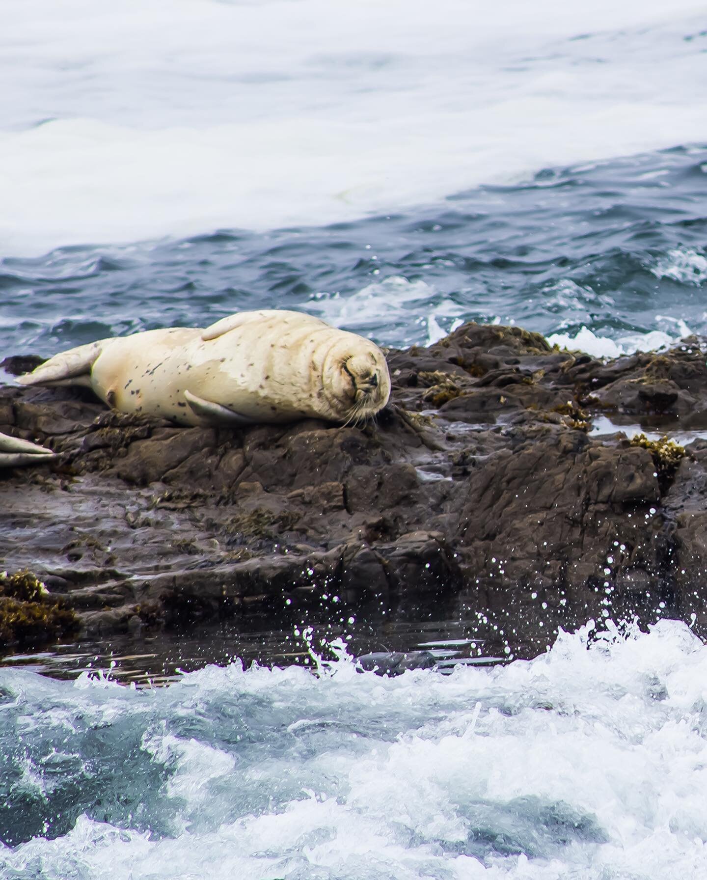 friends #california #roadtrip #pacific #wildlife #travel