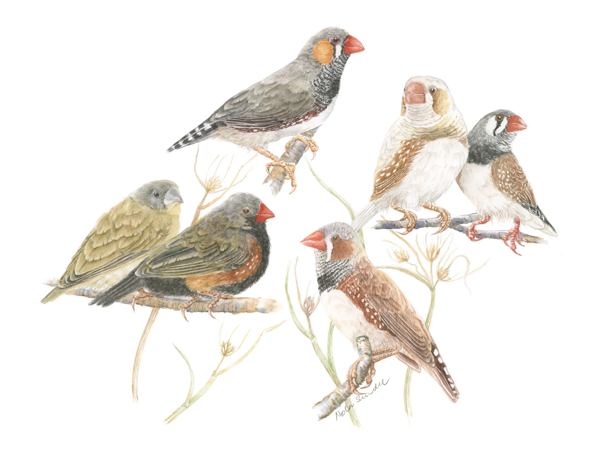 Nola Sindel Diamond Firetail Finches.jpg