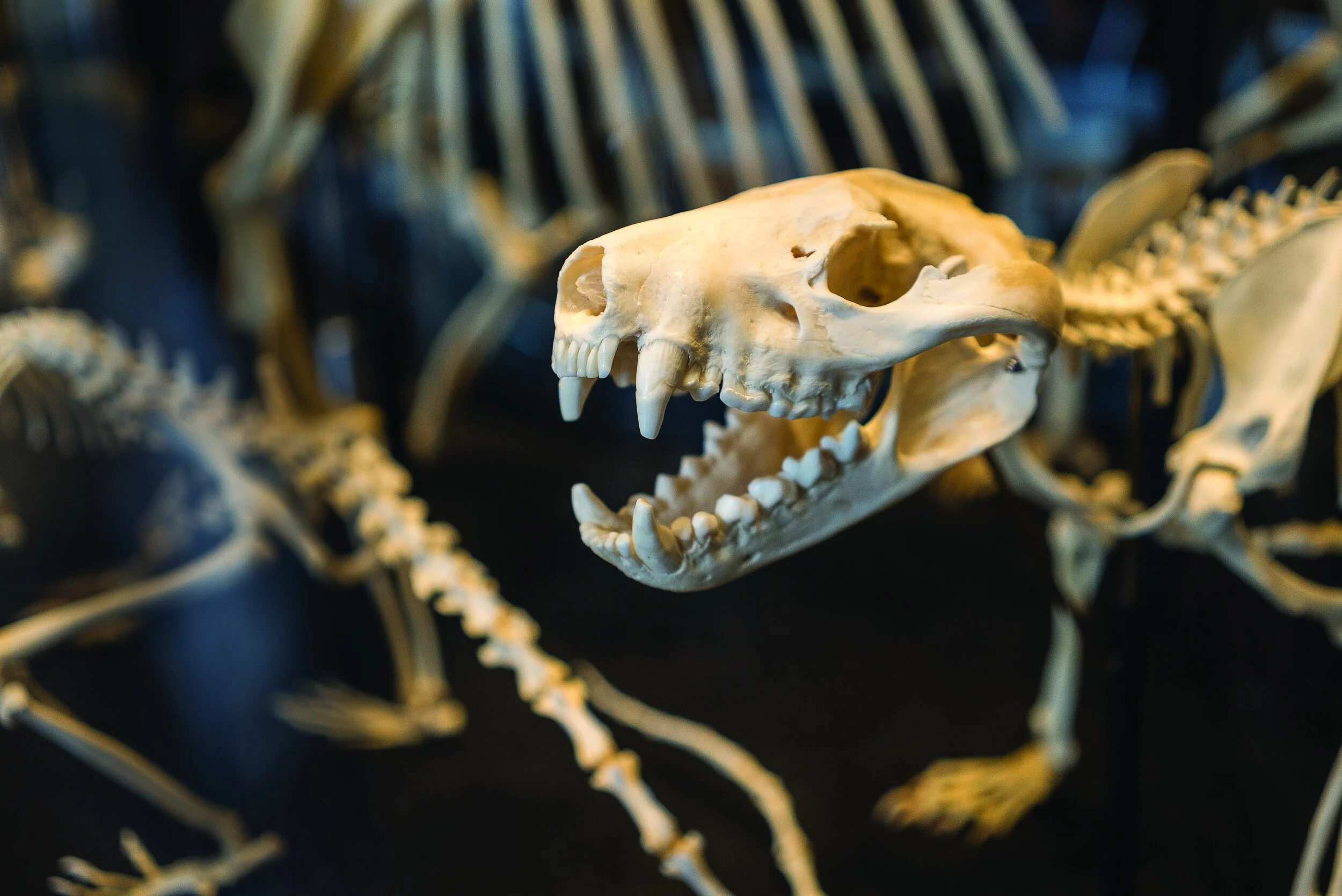 UNE Natural History Museum.jpg