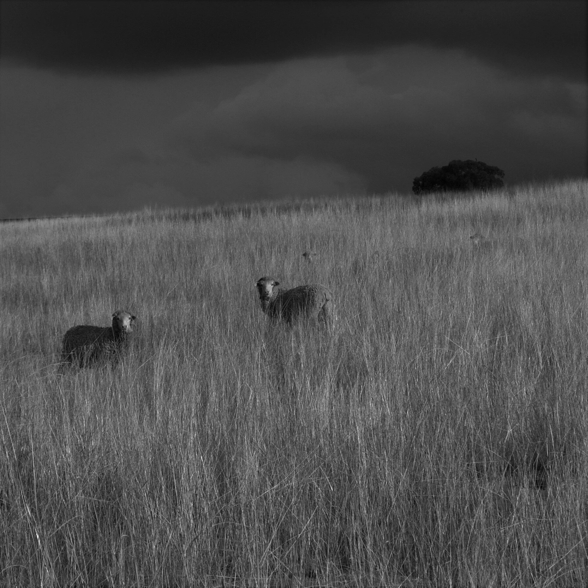 Walcha.jpg