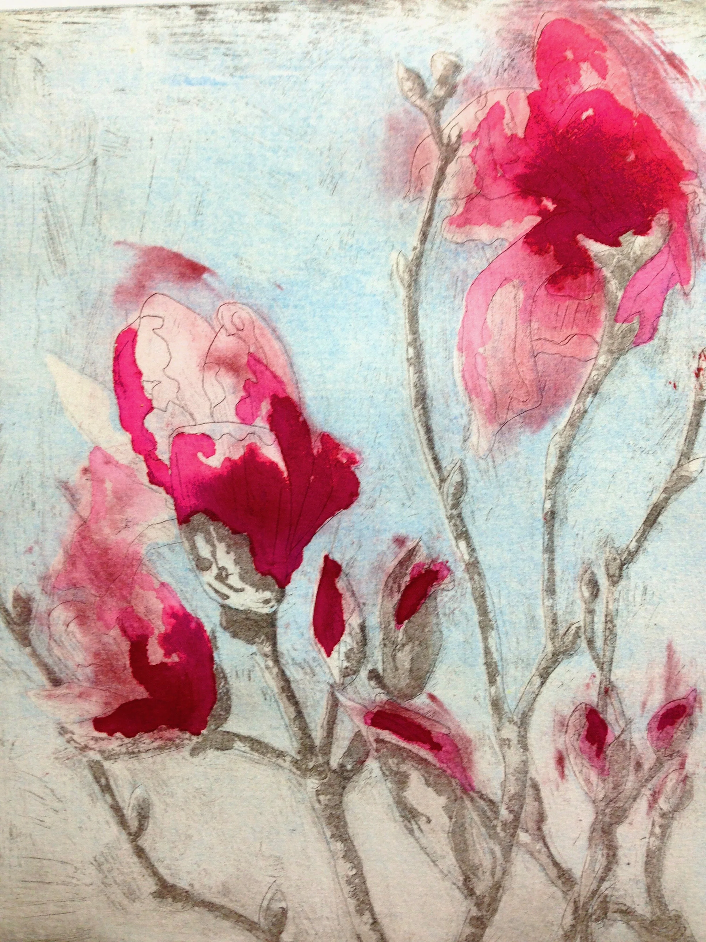 Armidale magnolia IV vii.jpg