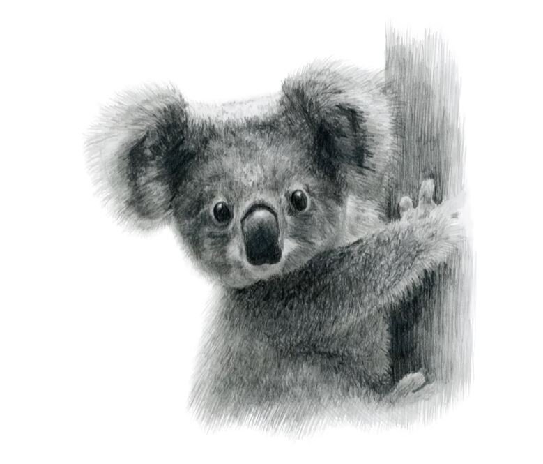 Kristine Devine_5 Koala joey.JPG
