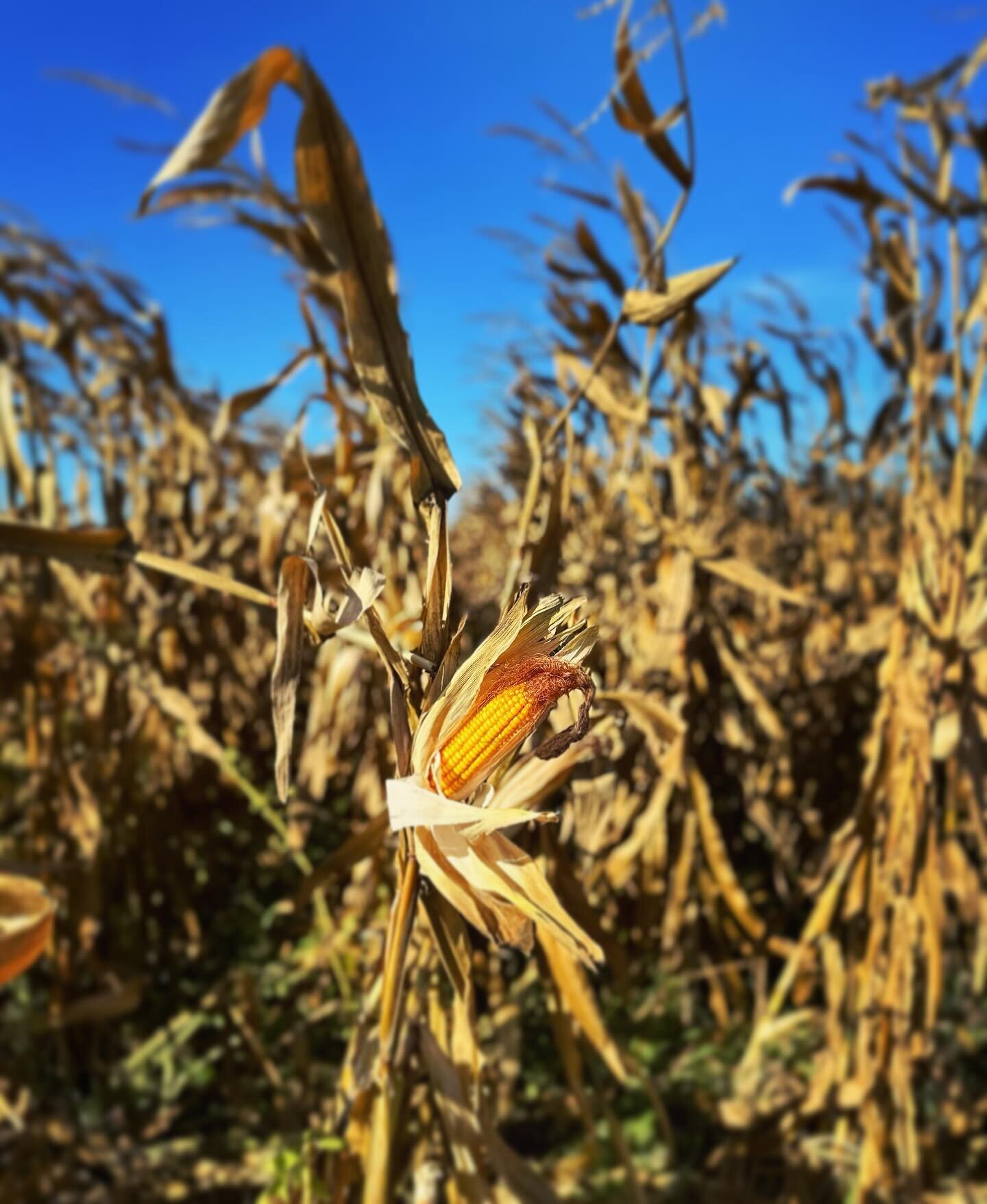 It&rsquo;s harvest time for our estate-grown whiskey 🌽 at the farm! 

Pictured here is one of the base grains used in our Bourbon mashbill. Our farmers allow the corn to dry out naturally in the field before it&rsquo;s harvested, cleaned and stored 