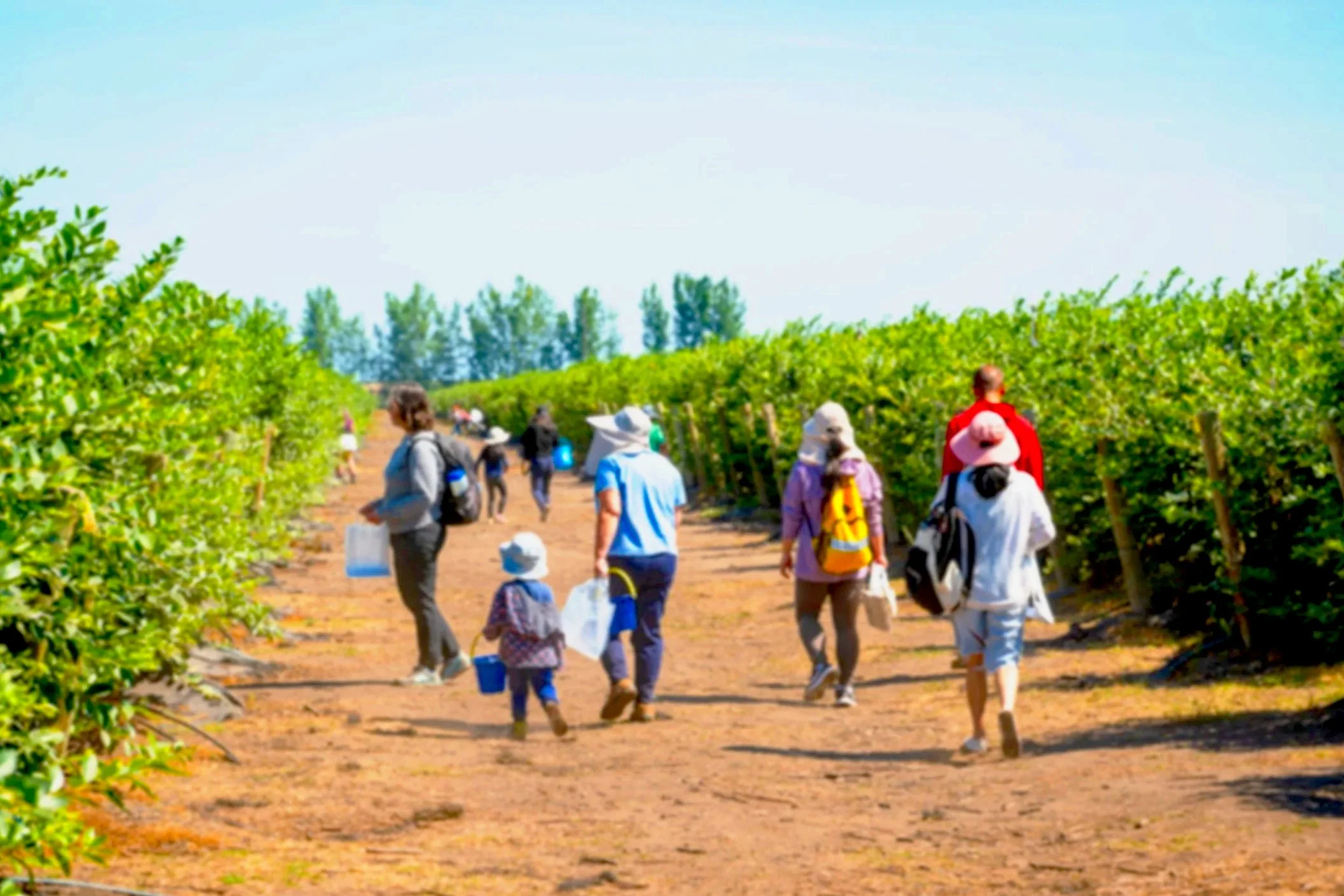 Blueberry U-Pick 2026 Harvest Season!
