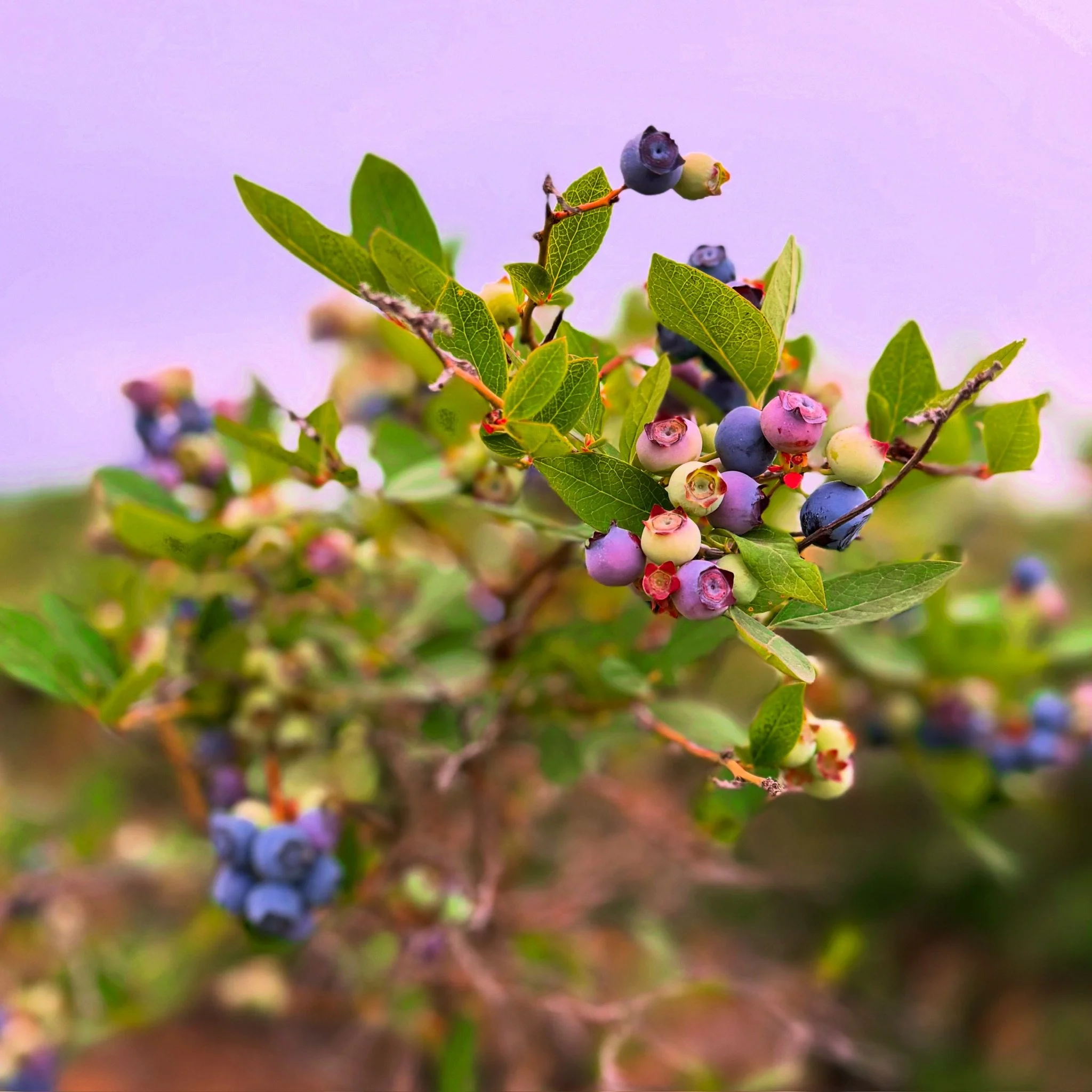 Blueberry U-Pick Open Hours
