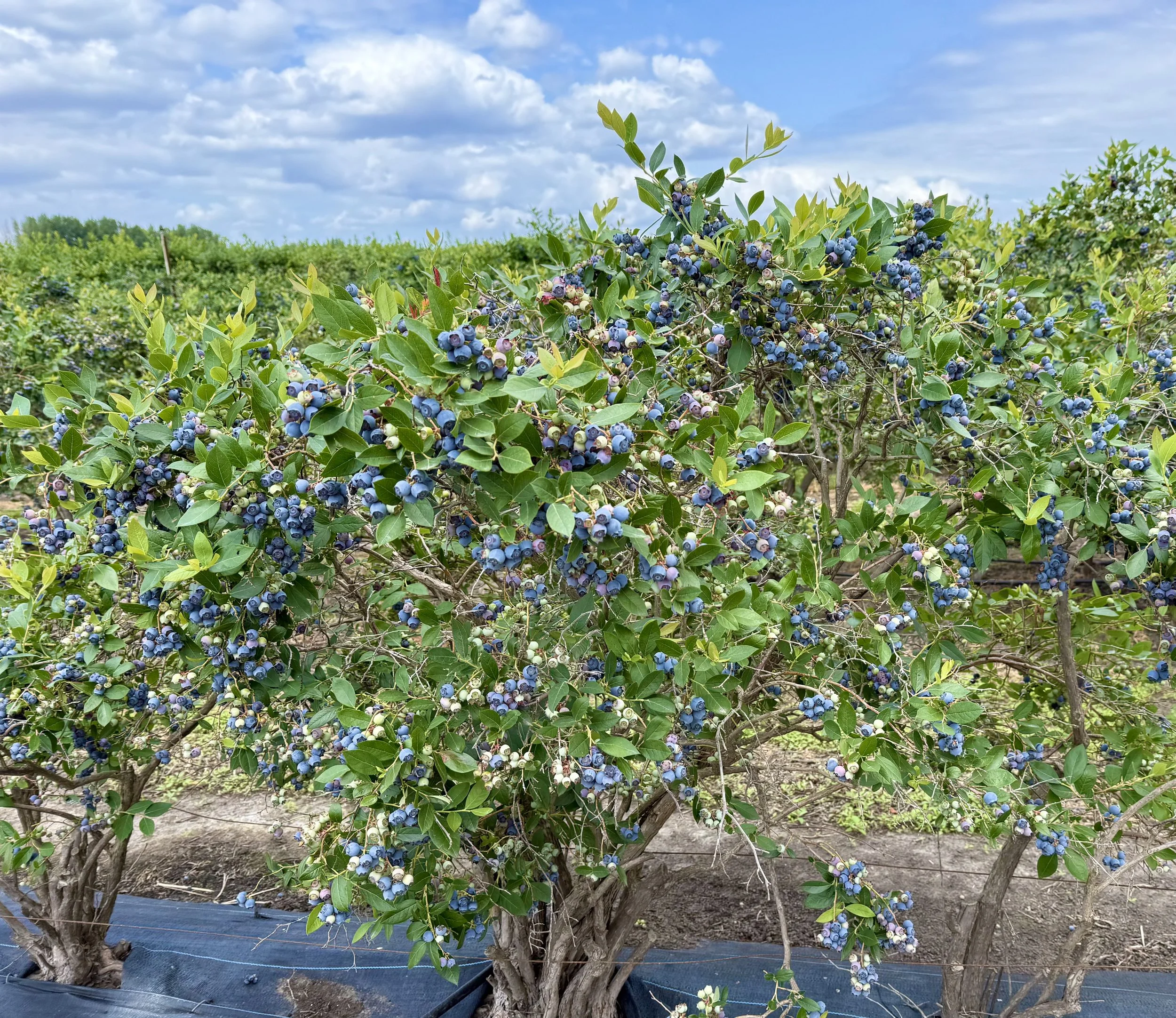 Blueberry U-Pick