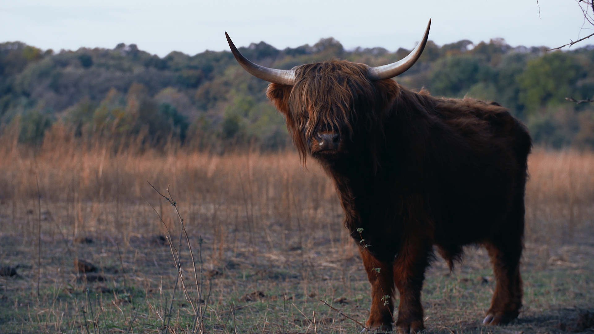 HAIRY COW (MINI-DOC)