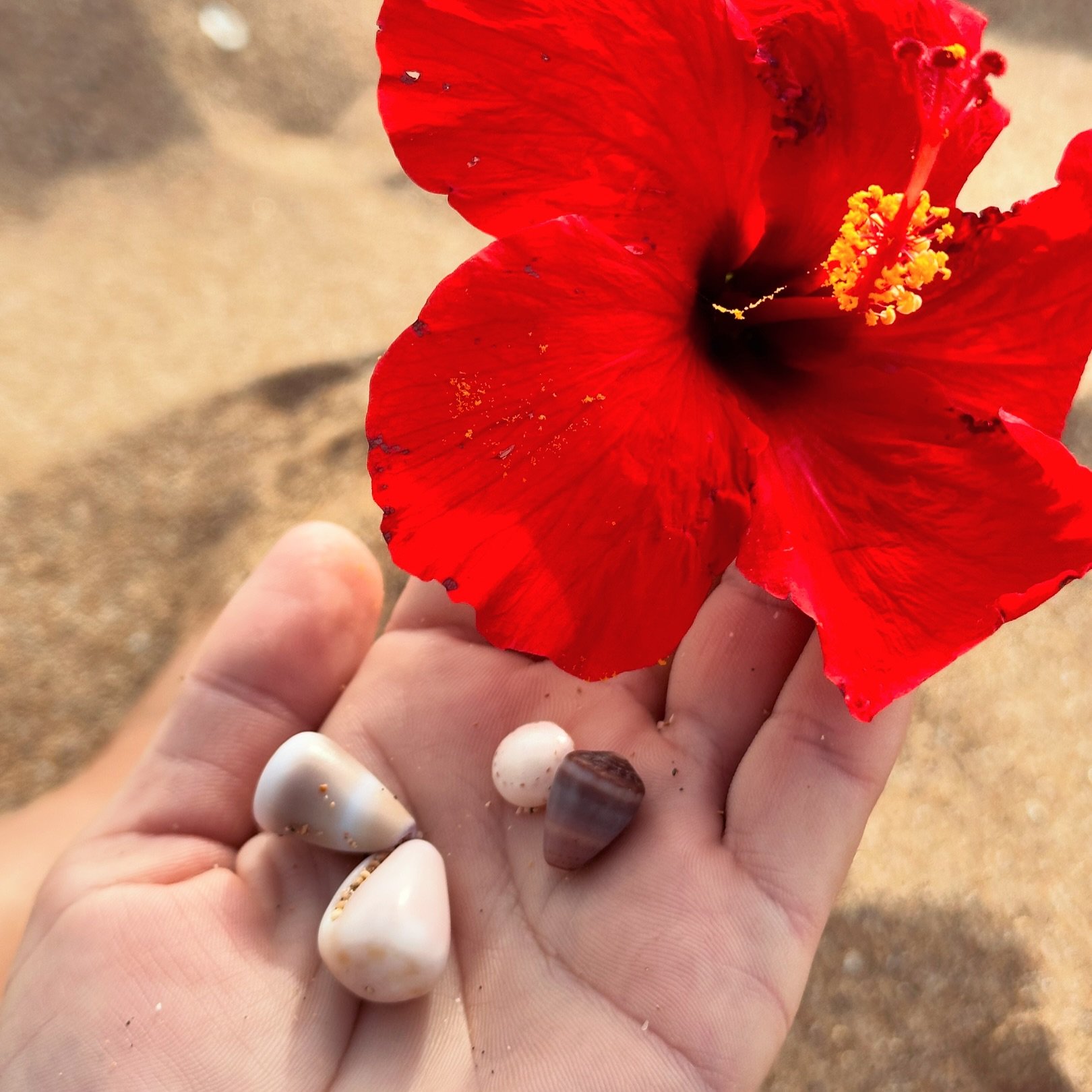 A couple treasures from the other day 🌺 🐚 🌊 finally made it into the water after my knee injury, just in time to hear the last of the whales this season! Can&rsquo;t wait to turn these pretties into jewelry! 

#shelljewelry #seashelljewelry #shell