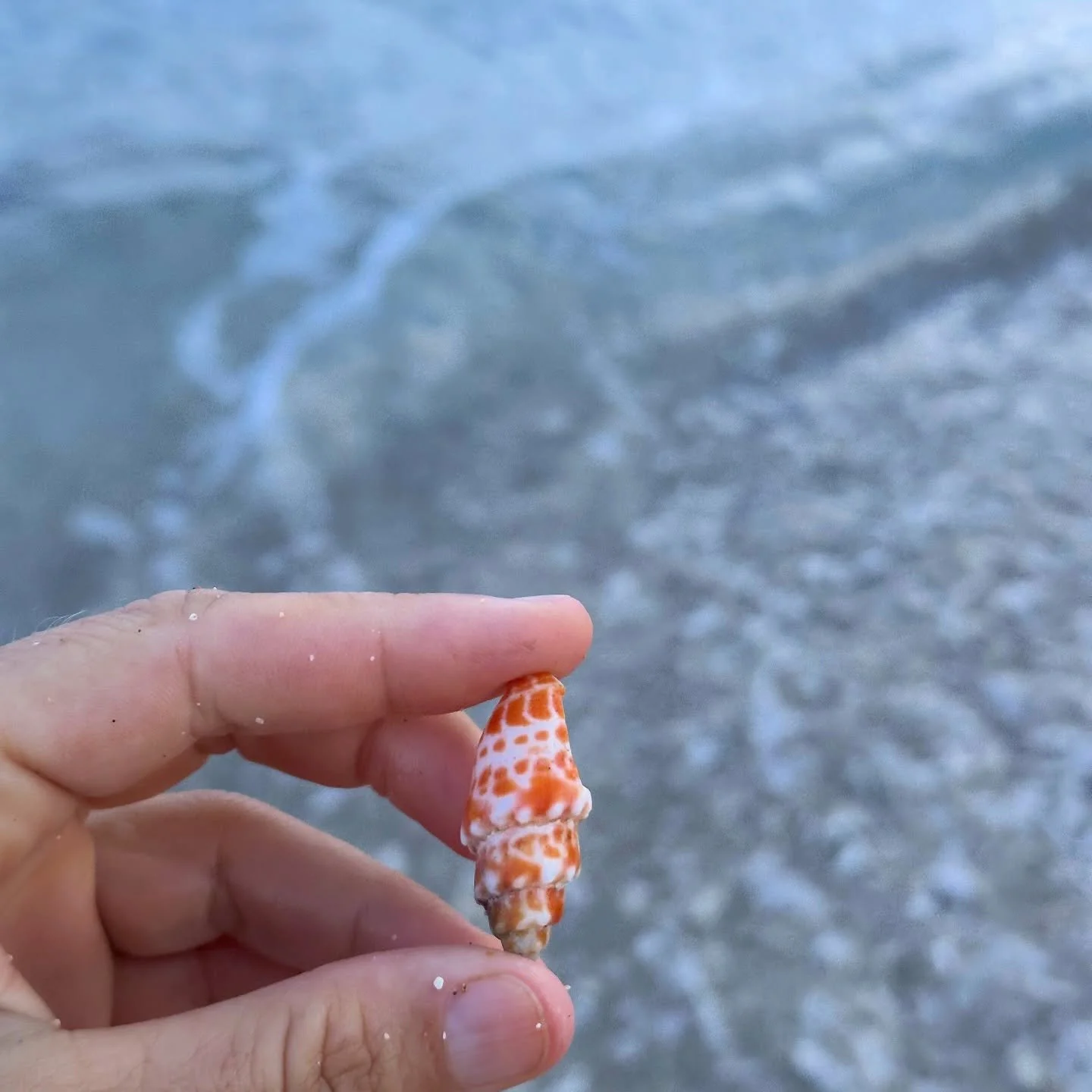 Found a little creamsicle miter shell today 🧡 one of my forever favorites.

Also filled my pocket with a few pieces of trash. If you&rsquo;re still tossing cigarette butts on the ground in 2026&hellip; it&rsquo;s time to evolve. Our beaches (and eve