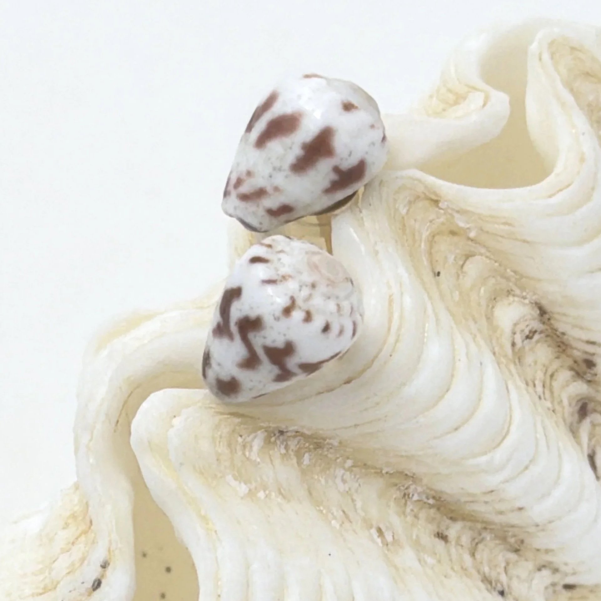 Hawaiian Cone Shell Stud Earrings | Handmade Beach Jewelry | 14K Gold Fill & Sterling Silver