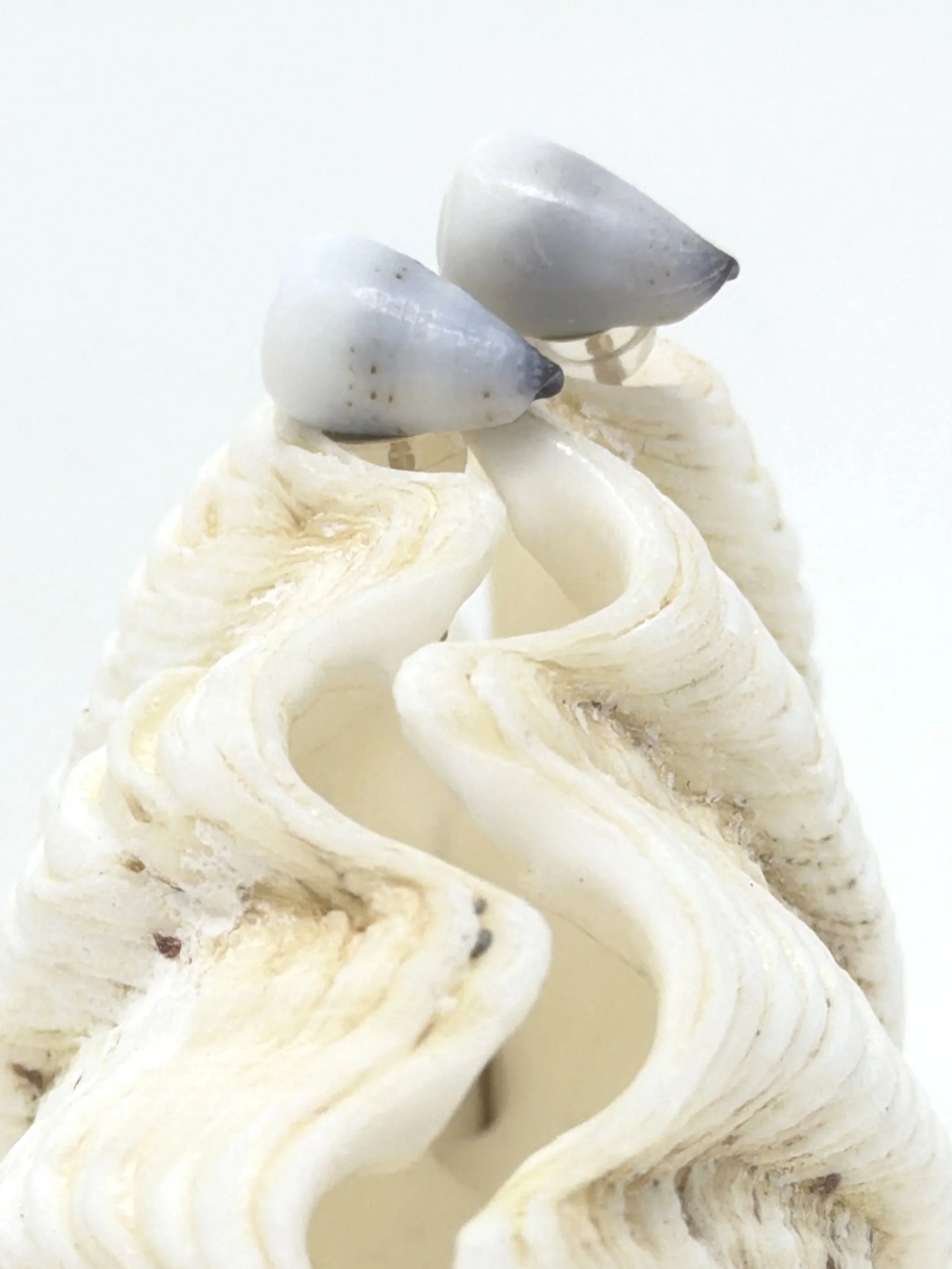 Hawaiian cone shell stud earrings — handmade Maui beach jewelry