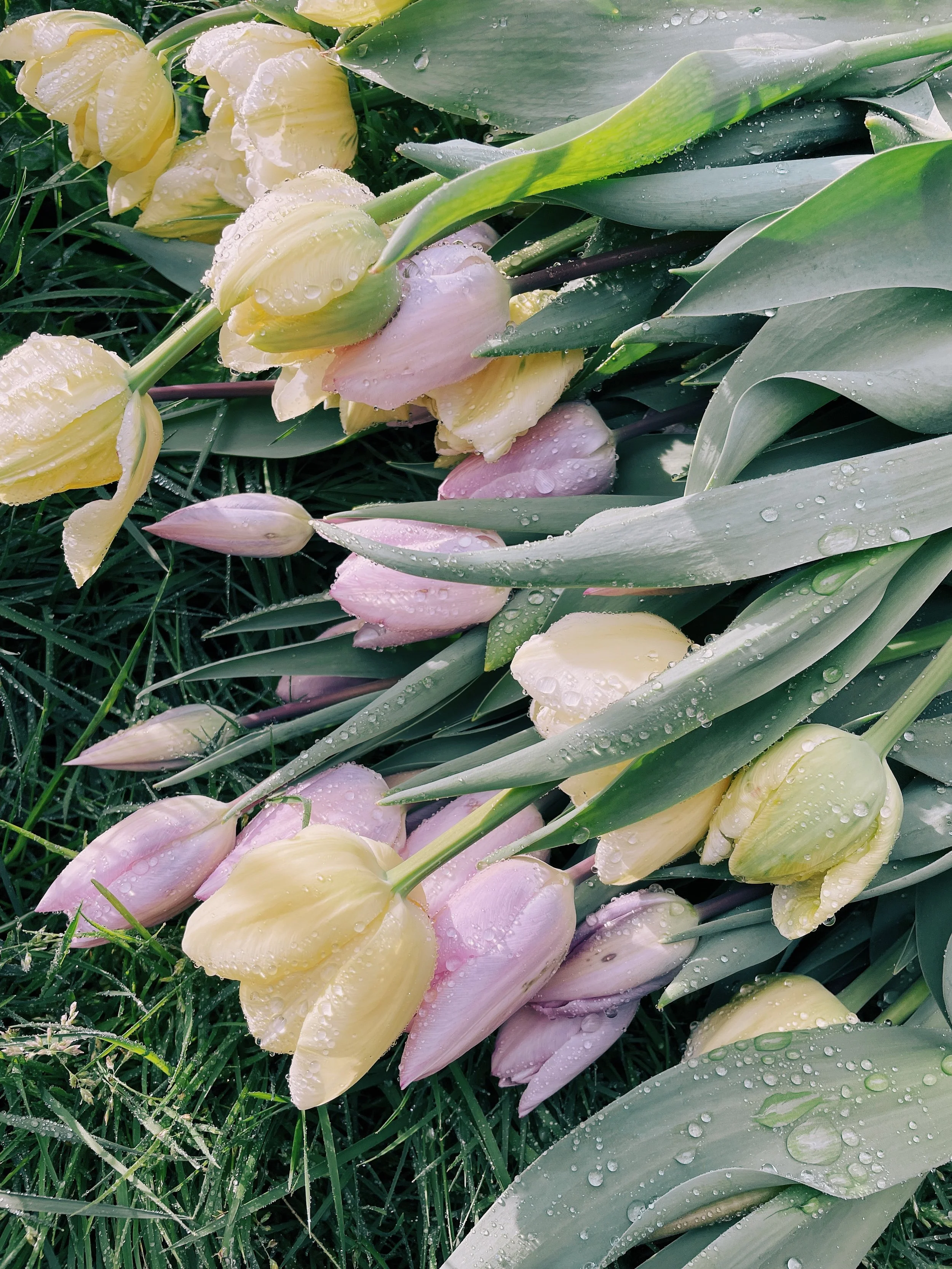 Specialty Tulip Bulbs